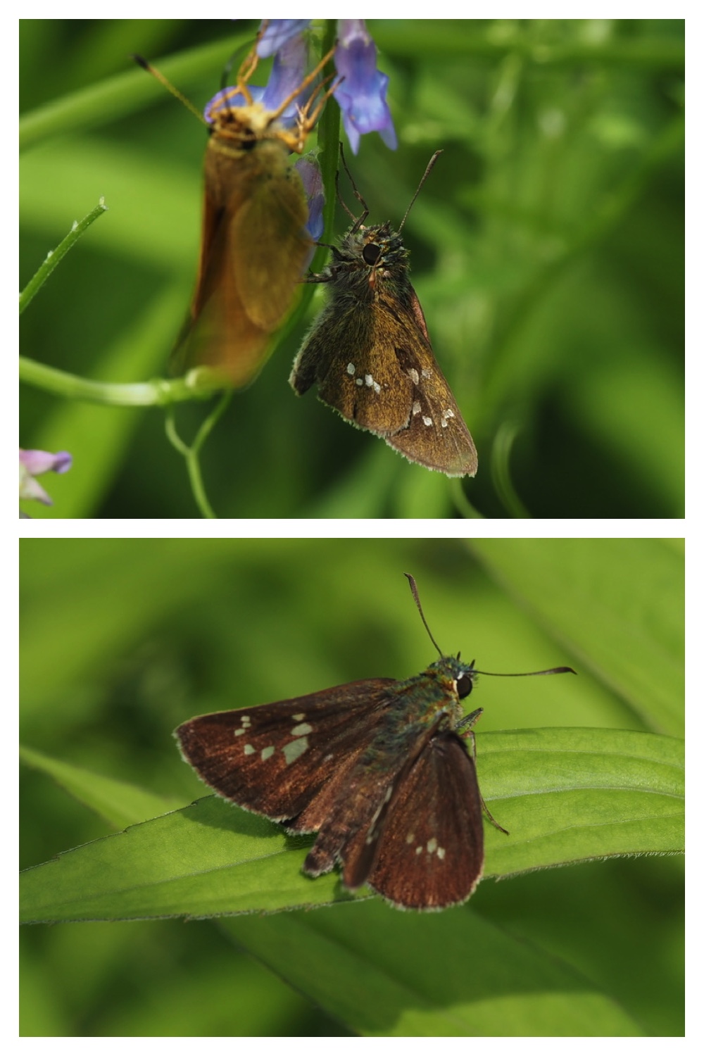 260713_Obihironomori_13