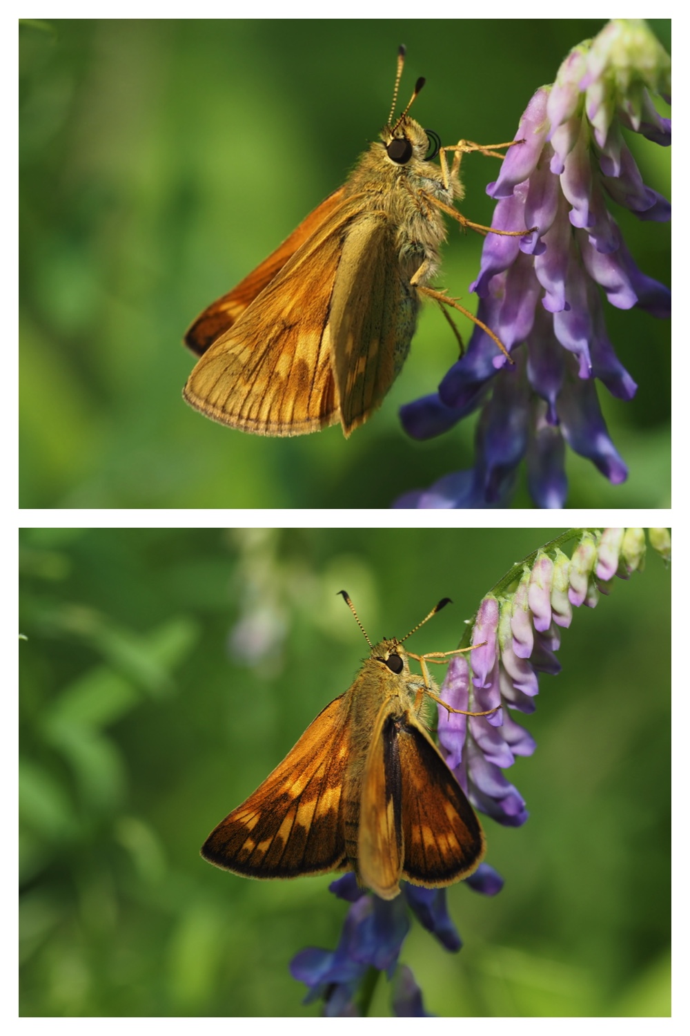 260713_Obihironomori_14