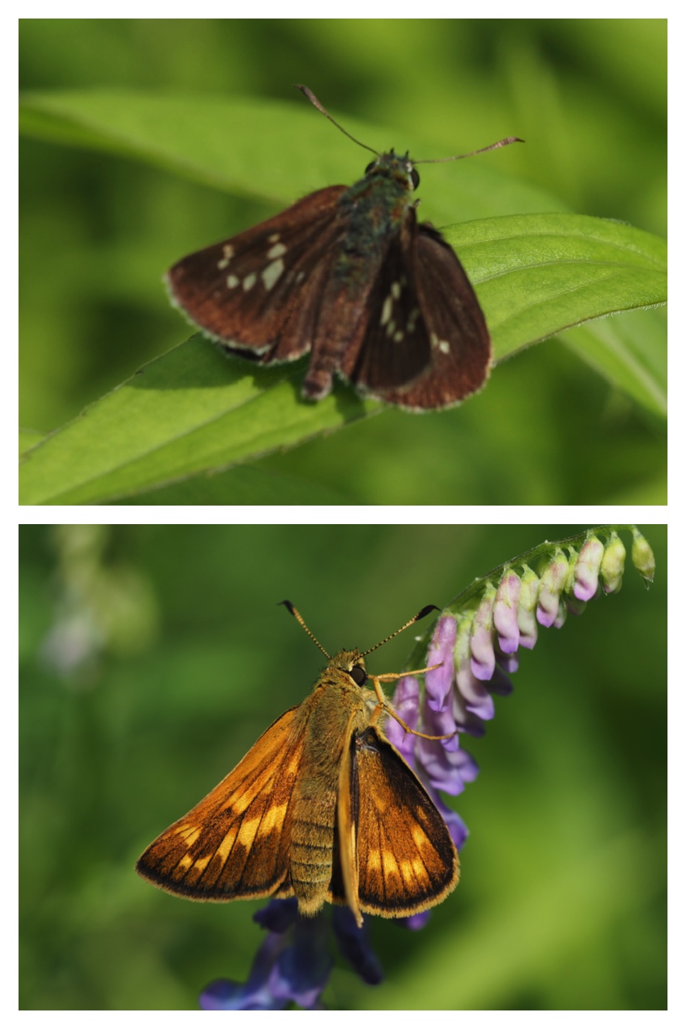 260713_Obihironomori_15