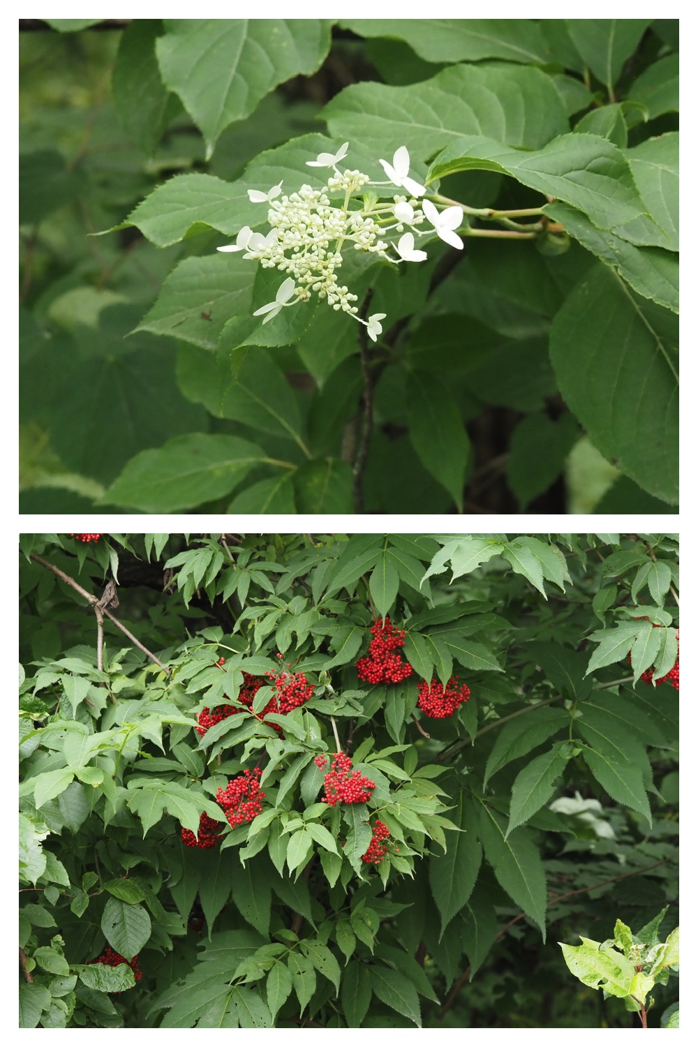 260713_Obihironomori_19