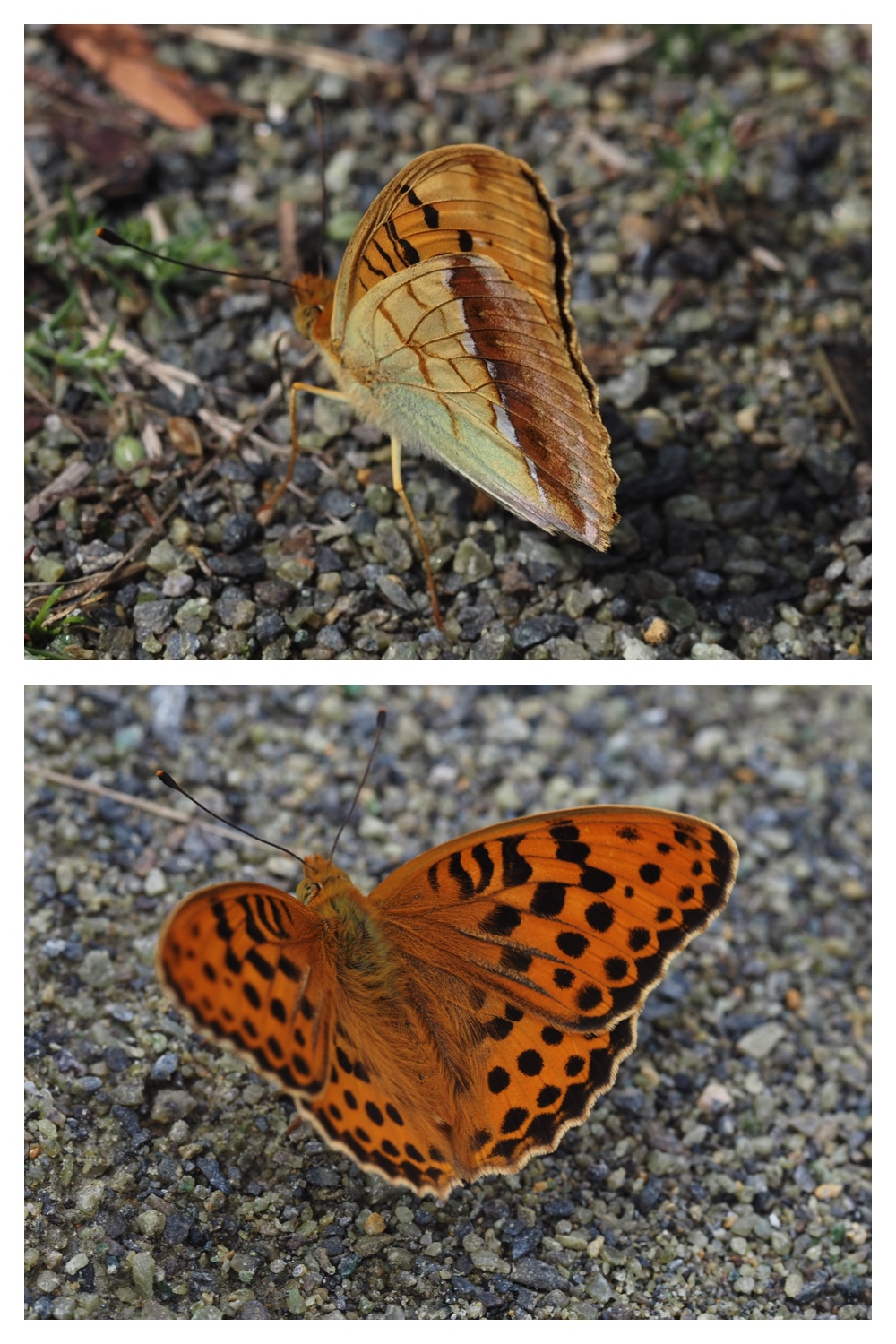 260713_Obihironomori_2