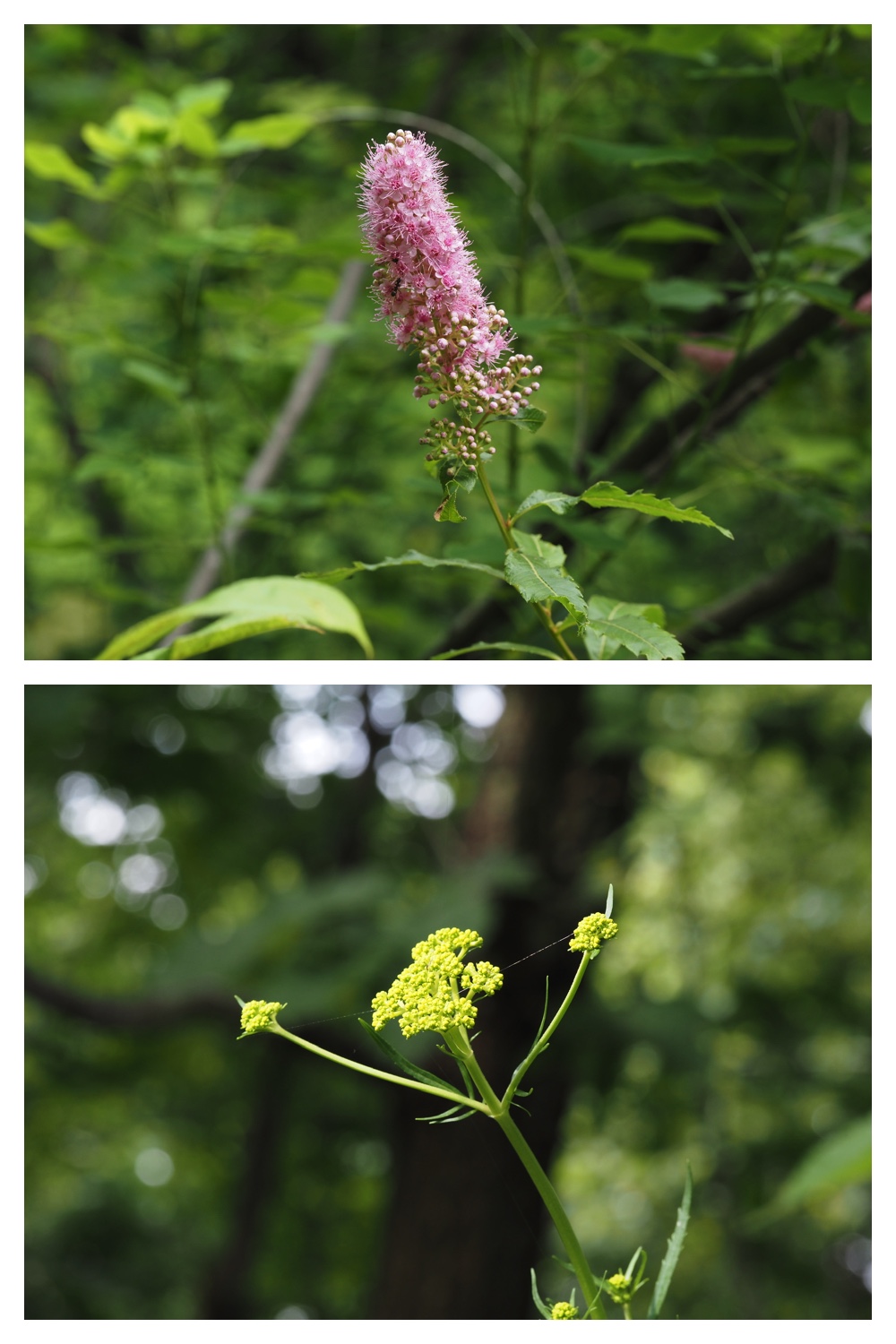 260713_Obihironomori_21