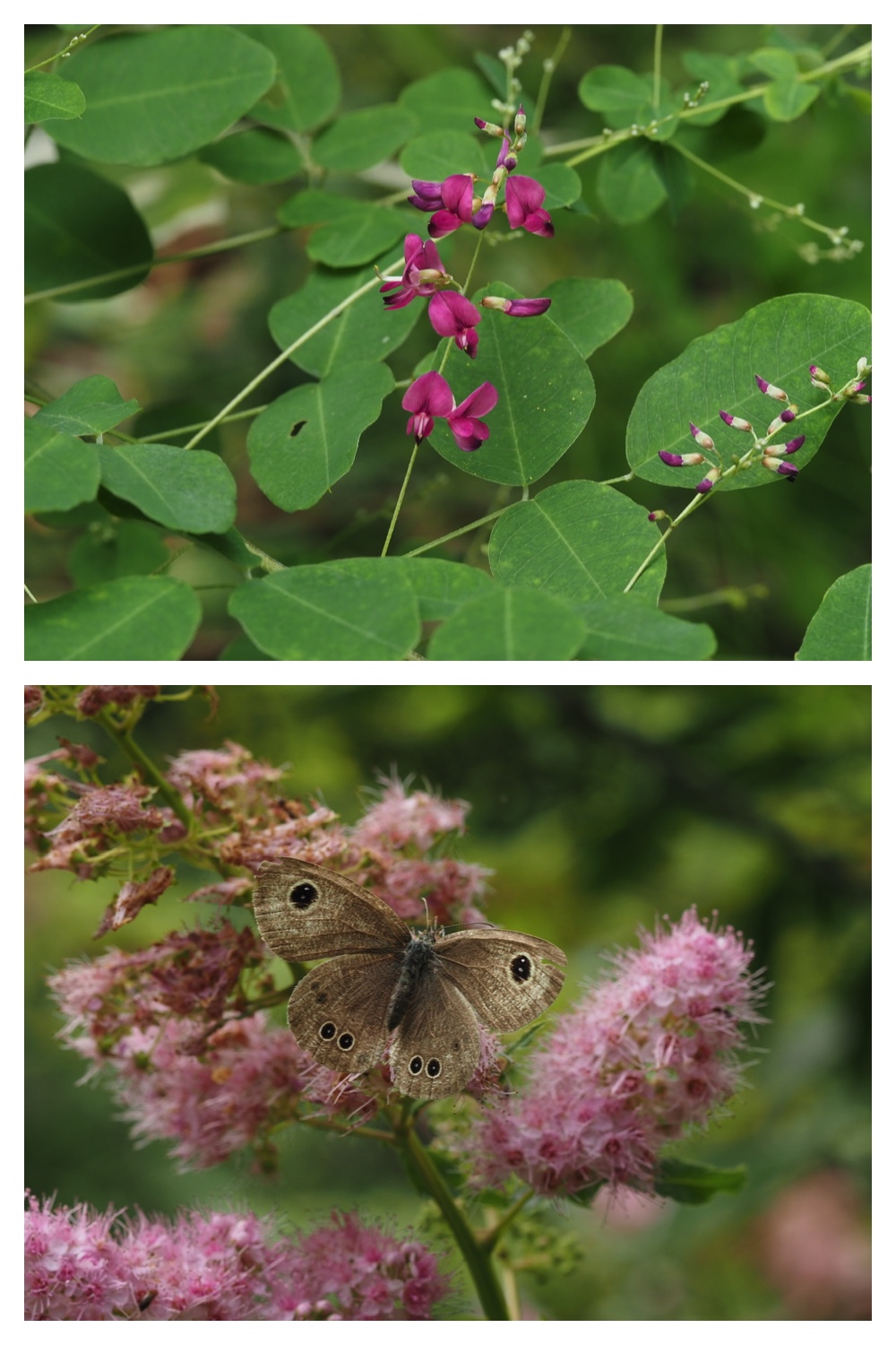 260713_Obihironomori_22