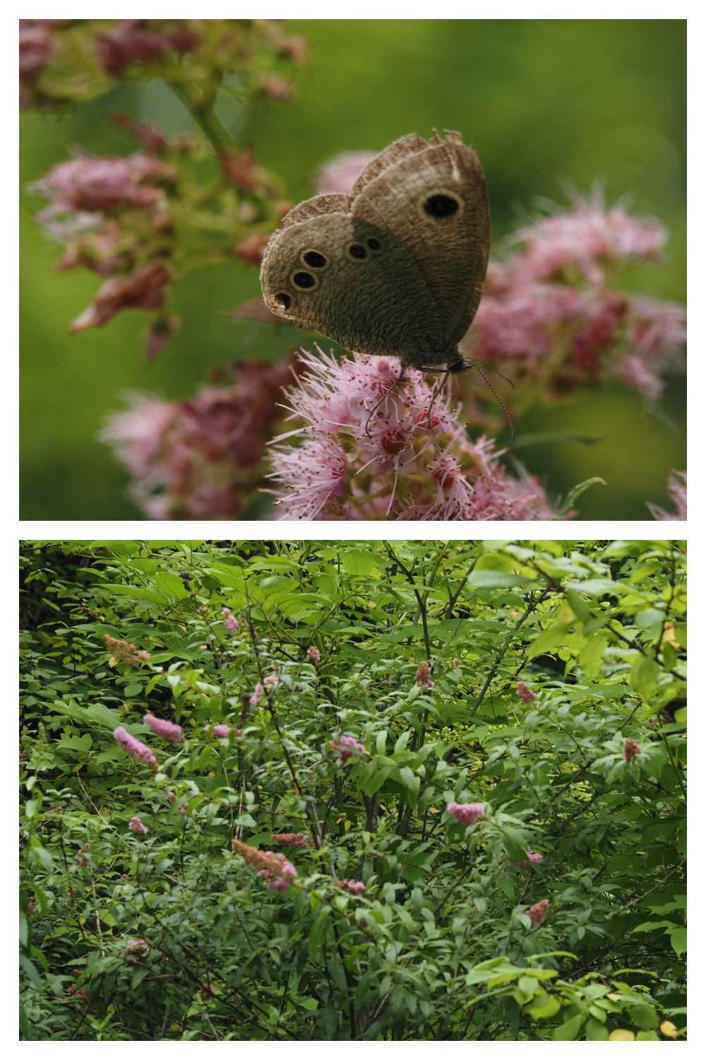 260713_Obihironomori_23