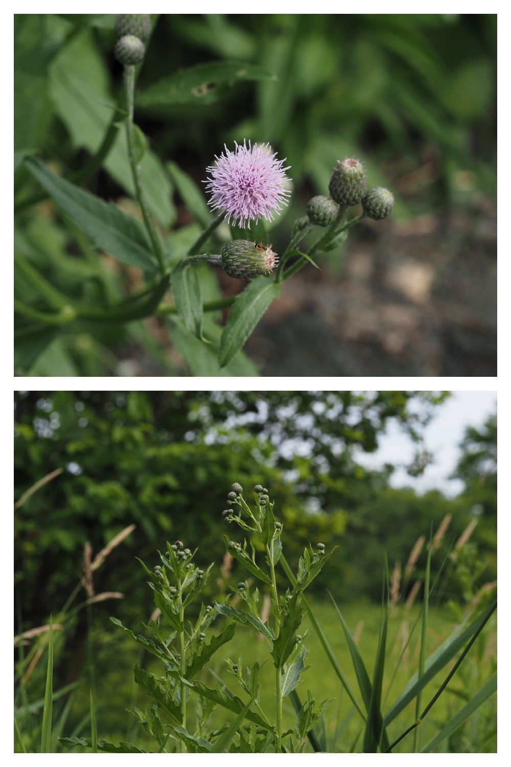 260713_Obihironomori_25