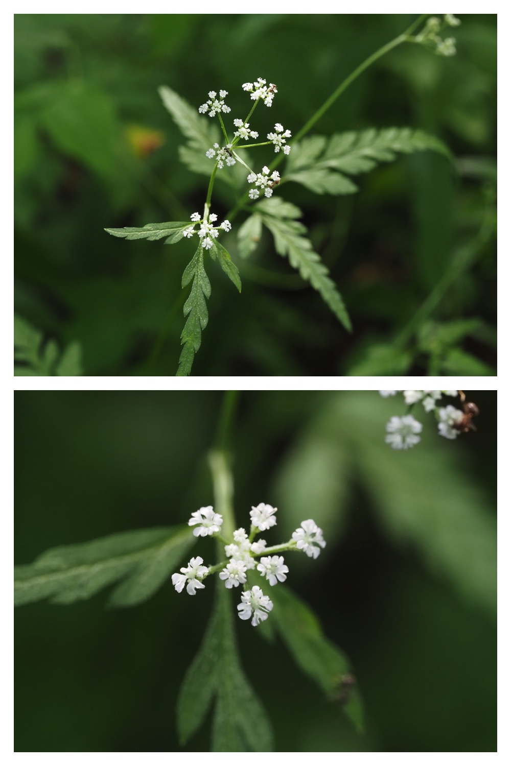 260713_Obihironomori_26
