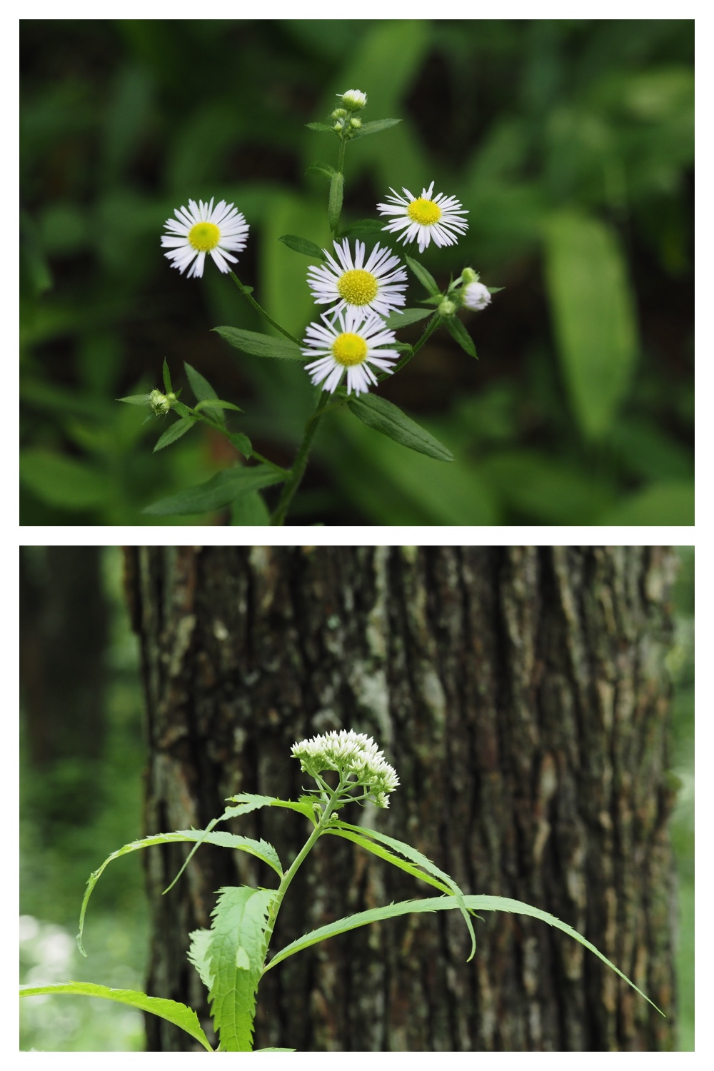 260713_Obihironomori_27