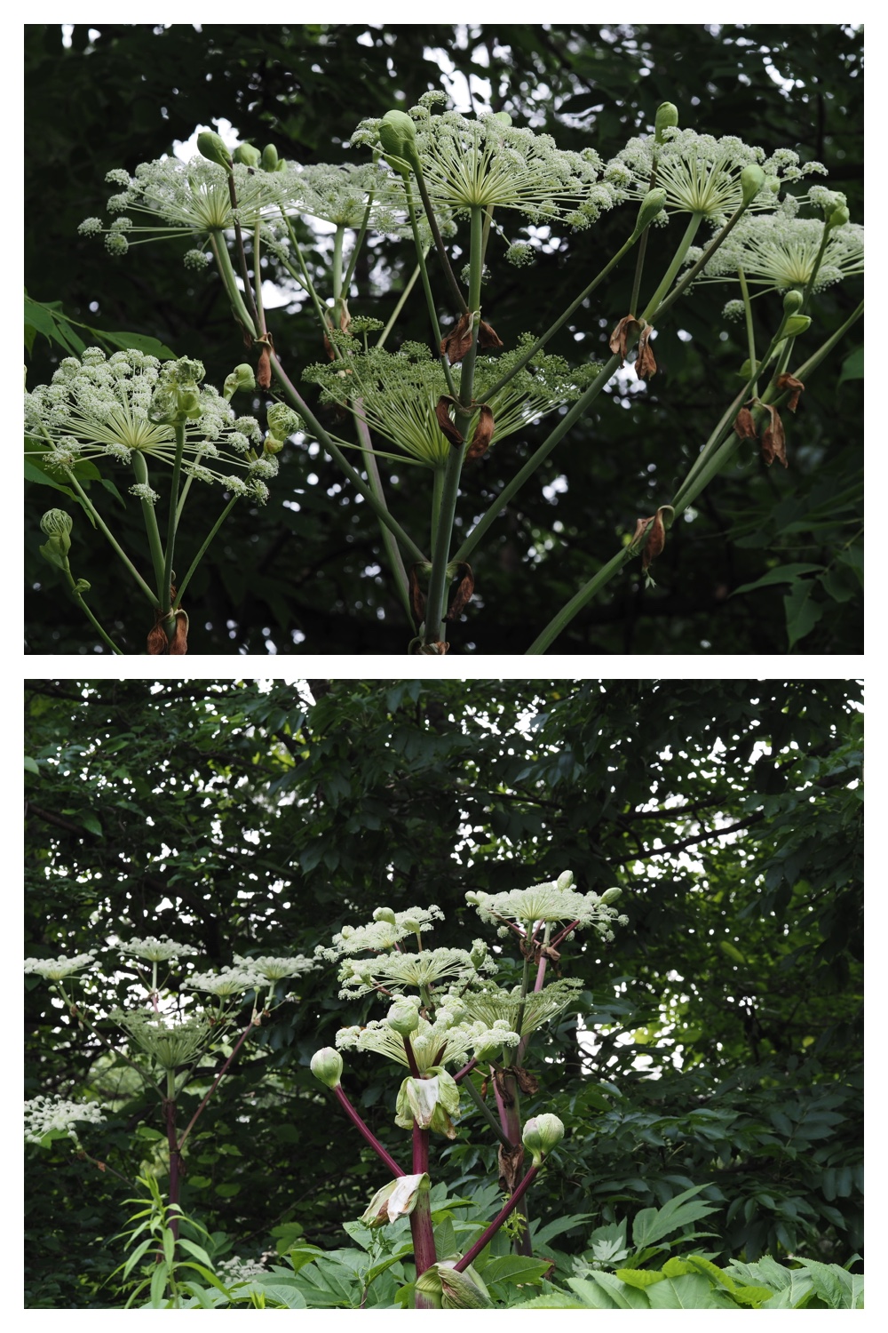 260713_Obihironomori_28