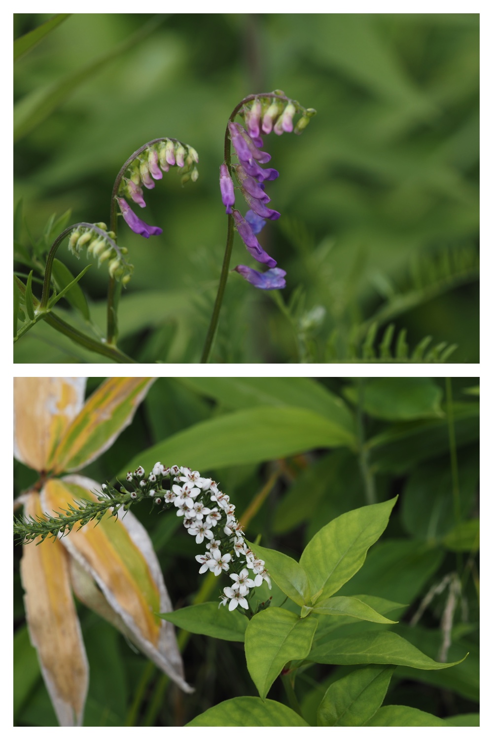 260713_Obihironomori_4