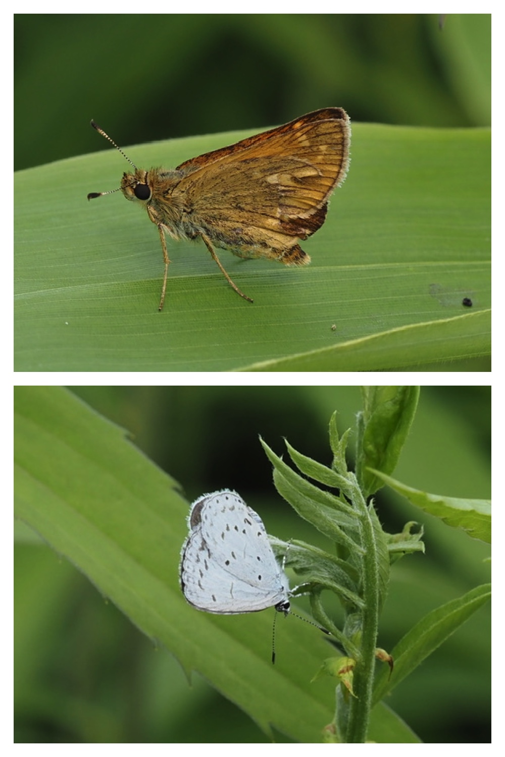 260713_Obihironomori_5