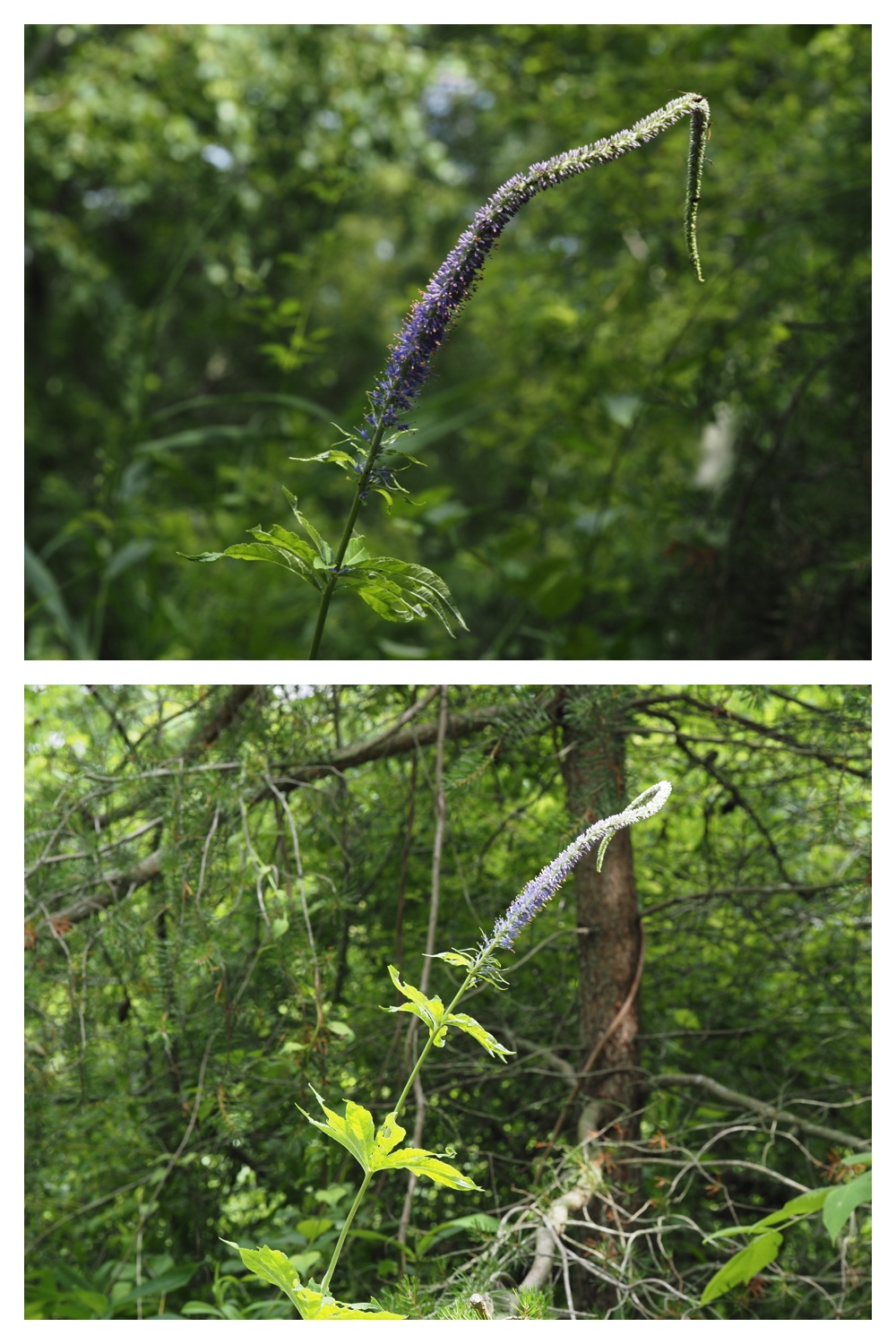 260713_Obihironomori_8