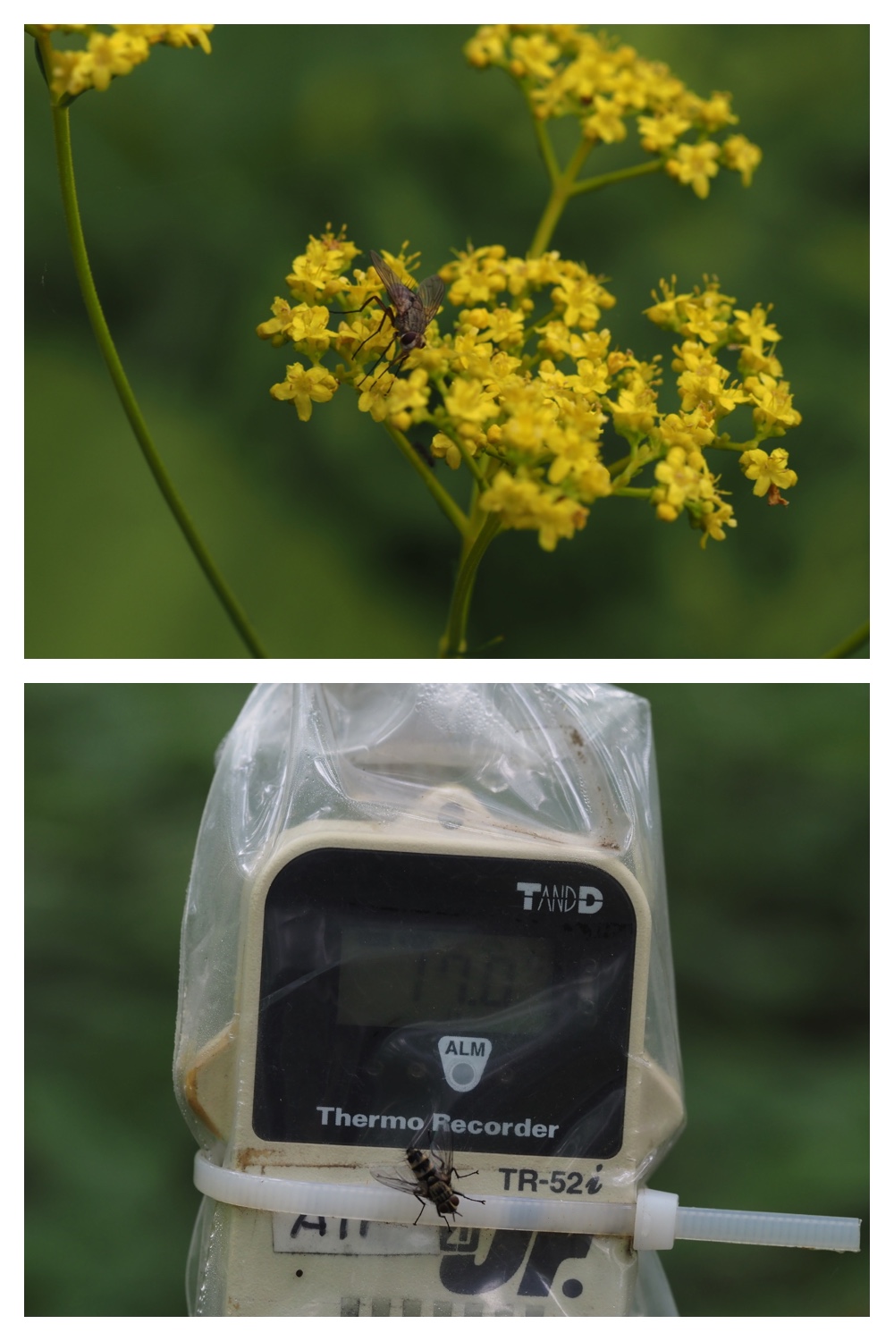 260726_Butterfly_10