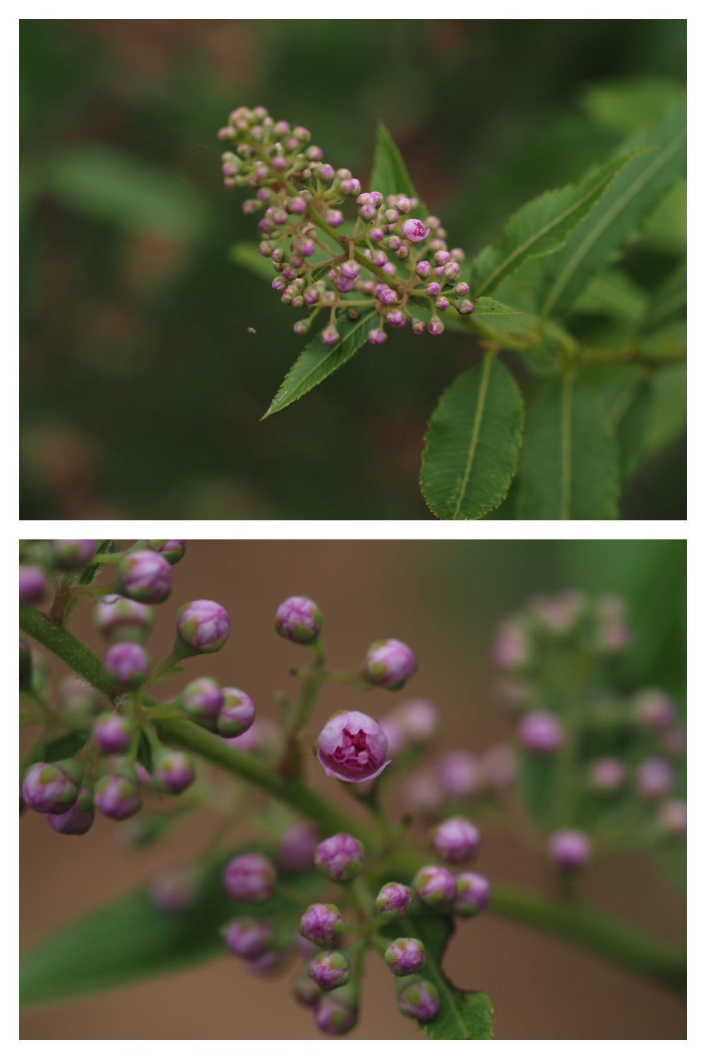 260726_Butterfly_12