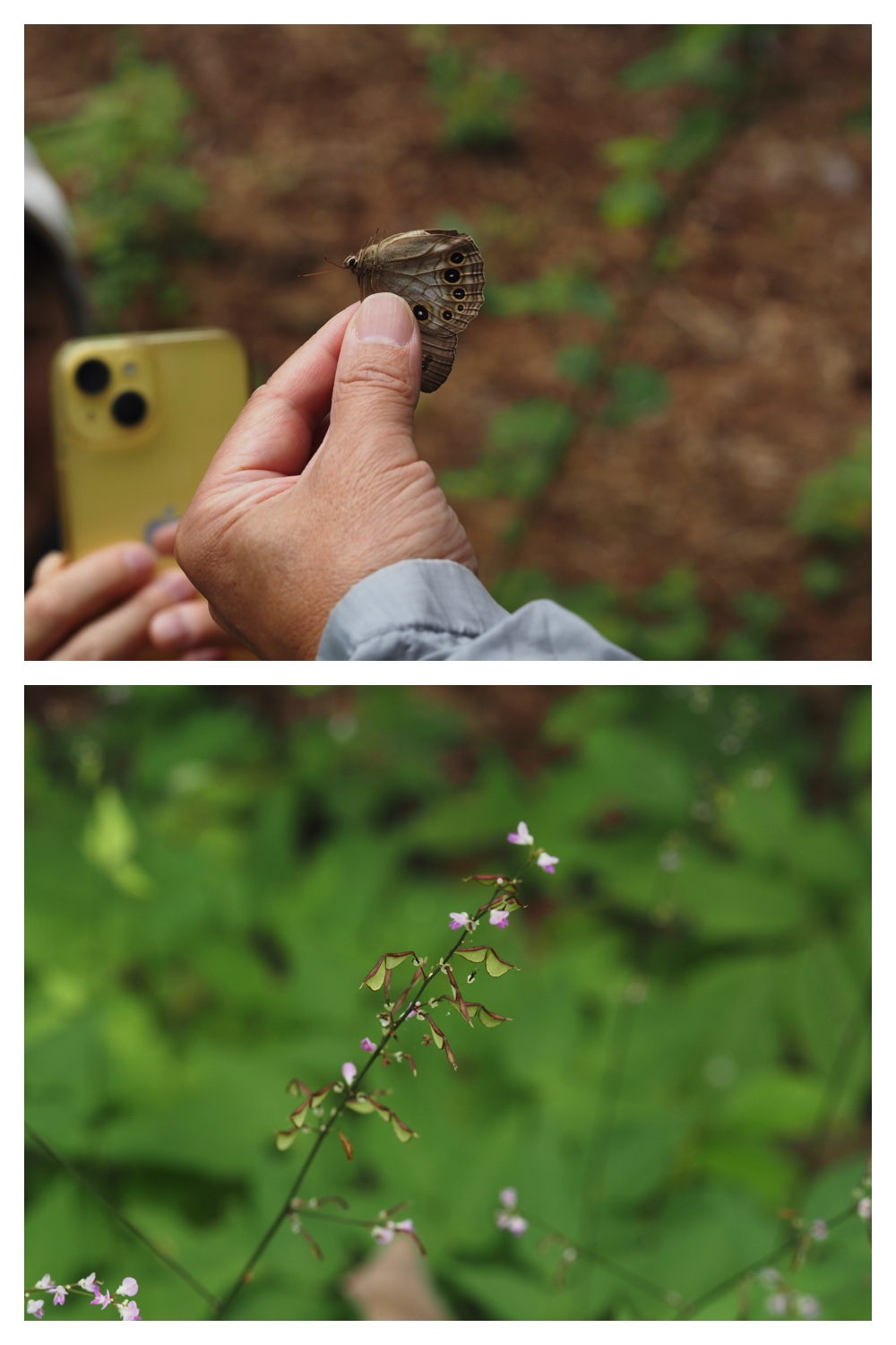 260726_Butterfly_15