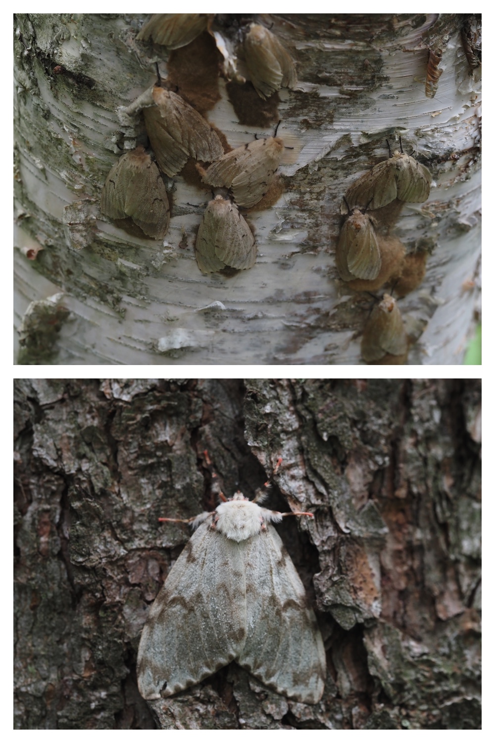 260726_Butterfly_16