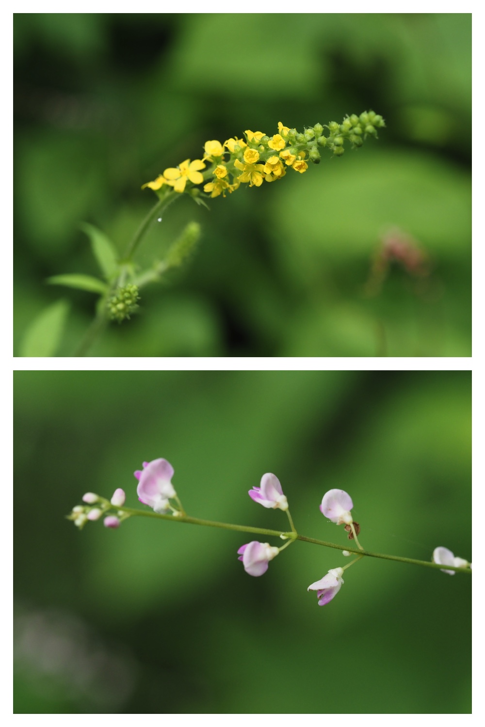 260726_Butterfly_2