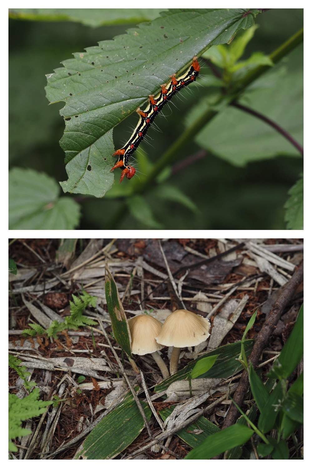 260726_Butterfly_20