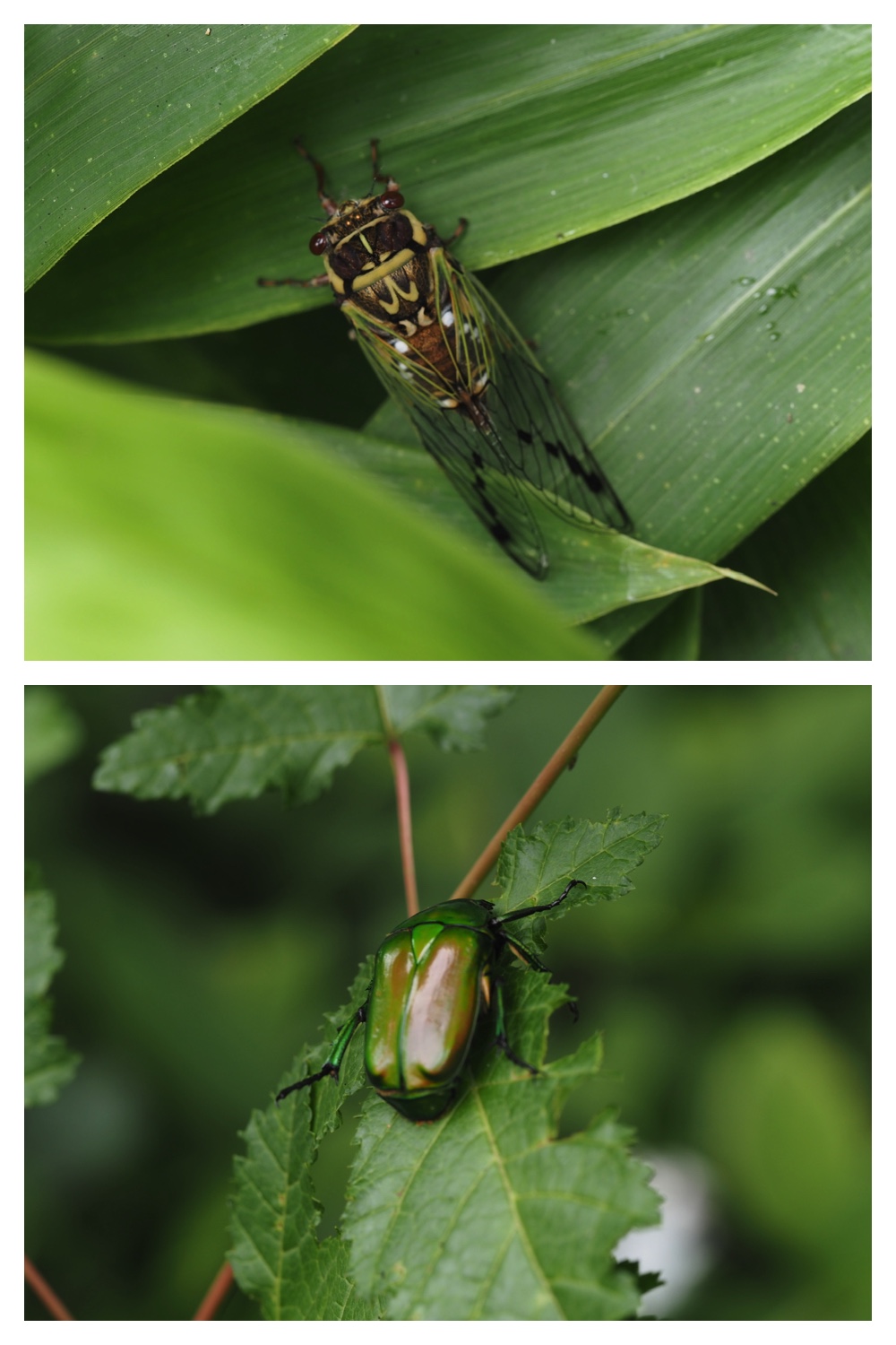 260726_Butterfly_22
