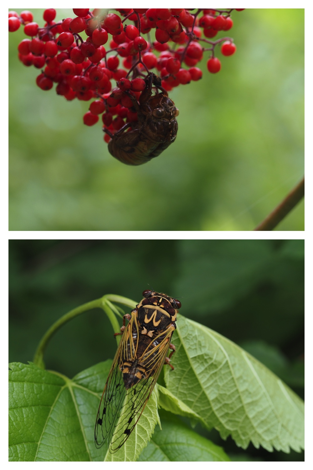 260726_Butterfly_24