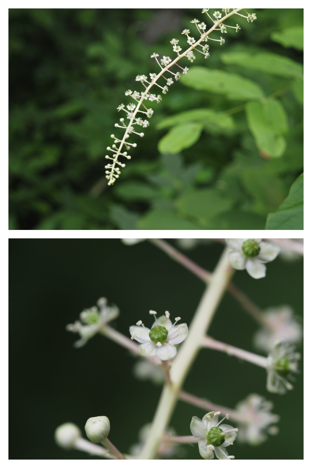 260726_Butterfly_26