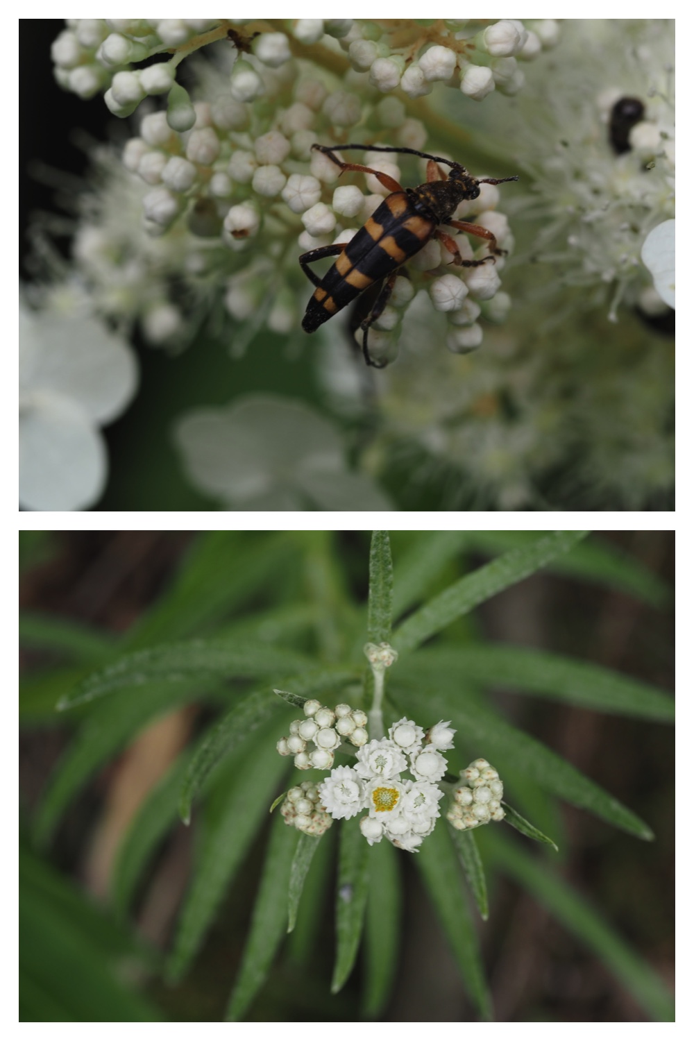 260726_Butterfly_29