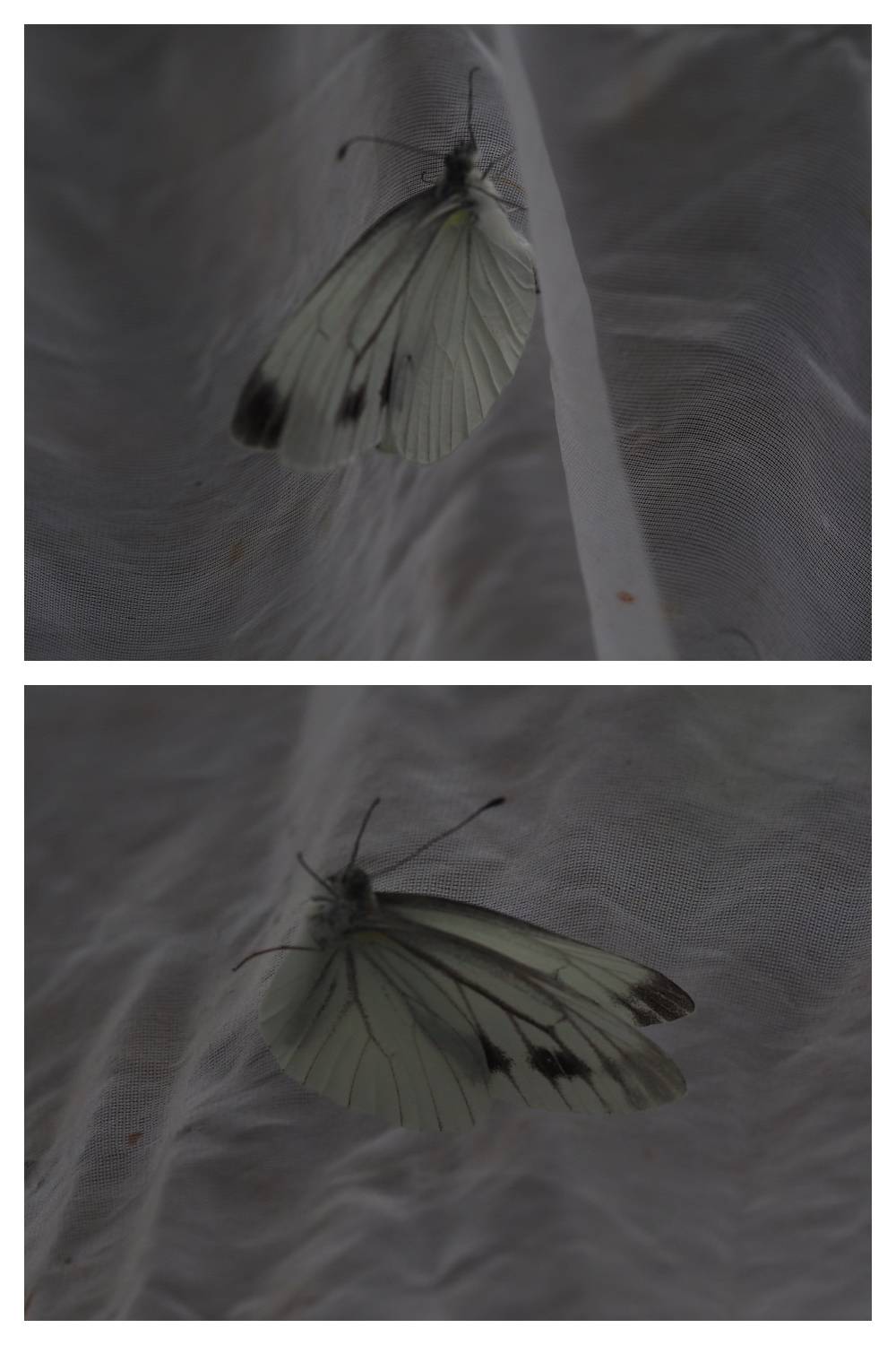 260726_Butterfly_33