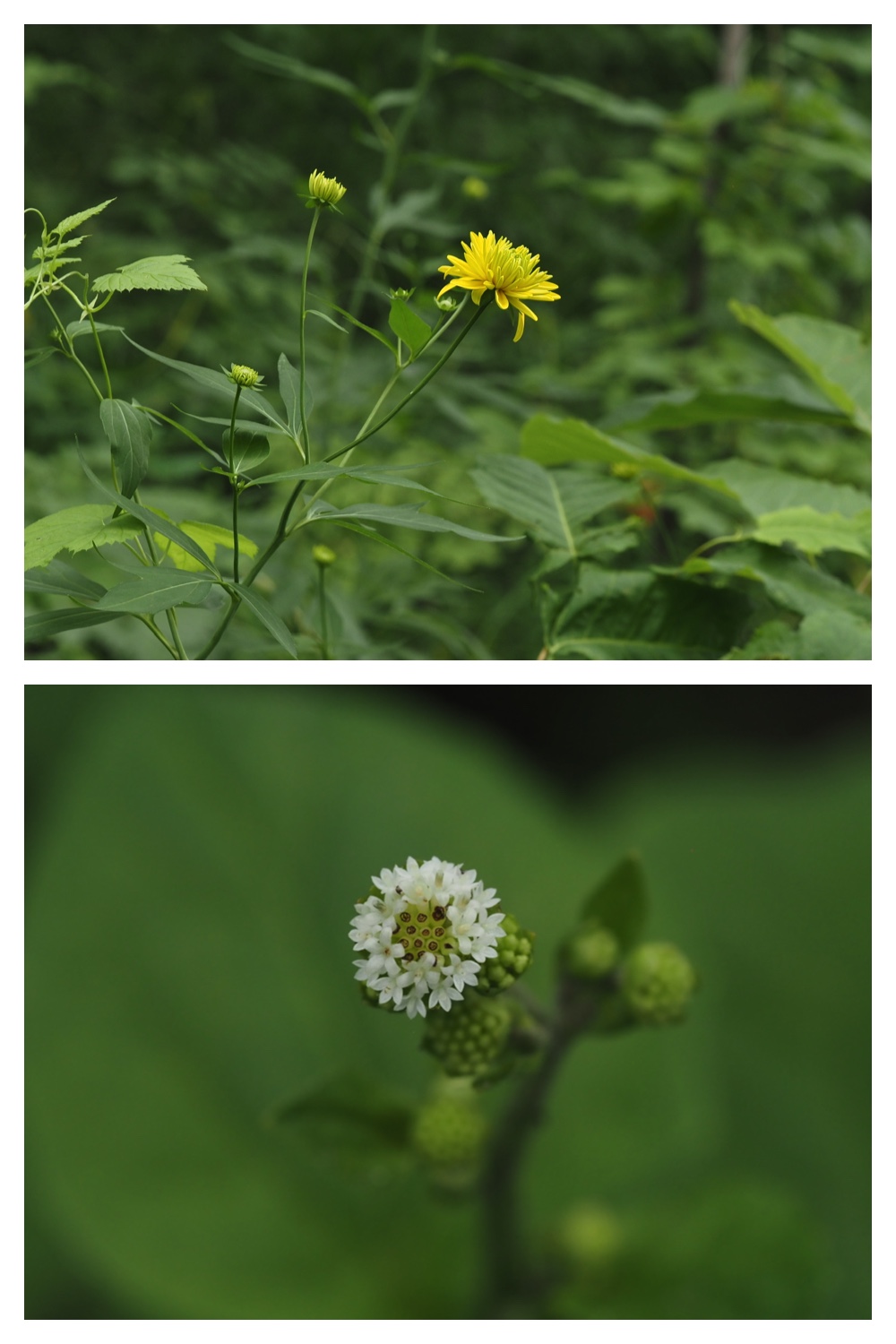260726_Butterfly_34