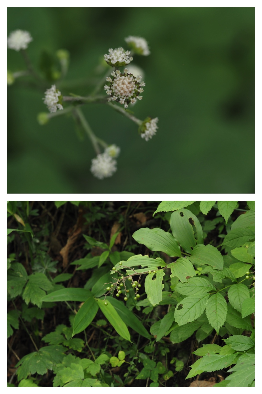 260726_Butterfly_35