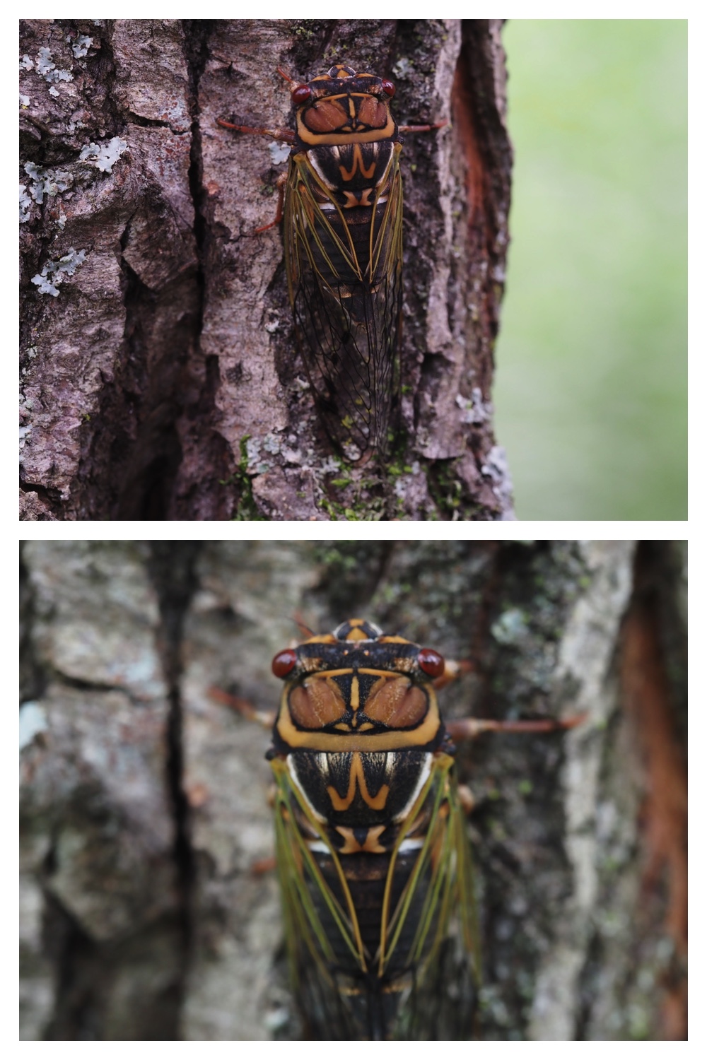 260726_Butterfly_40