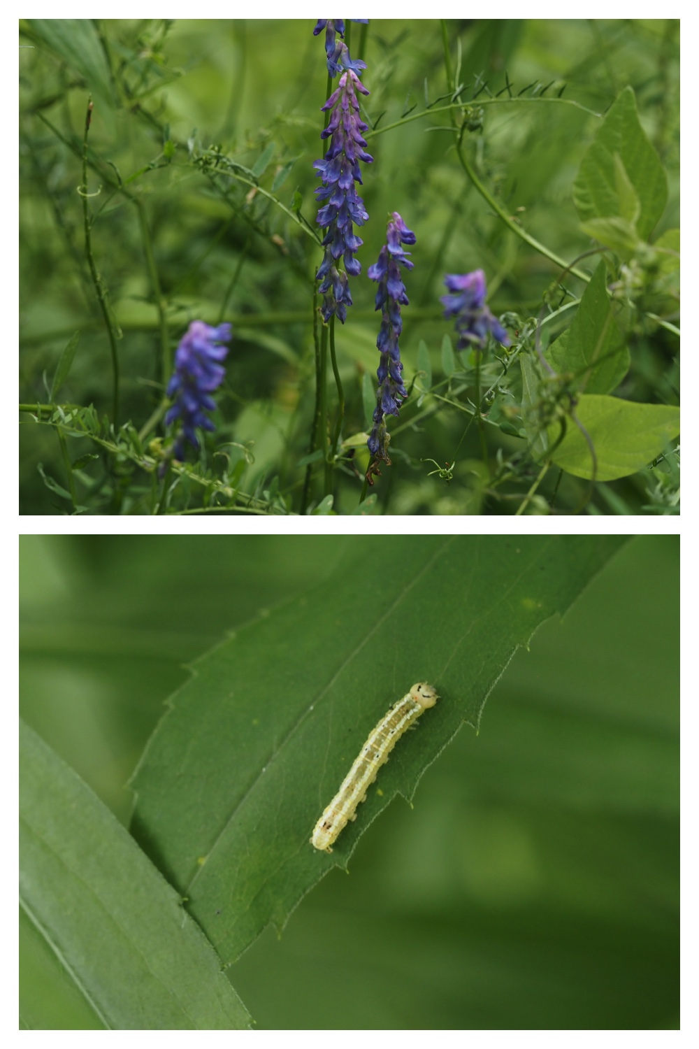 260726_Butterfly_41