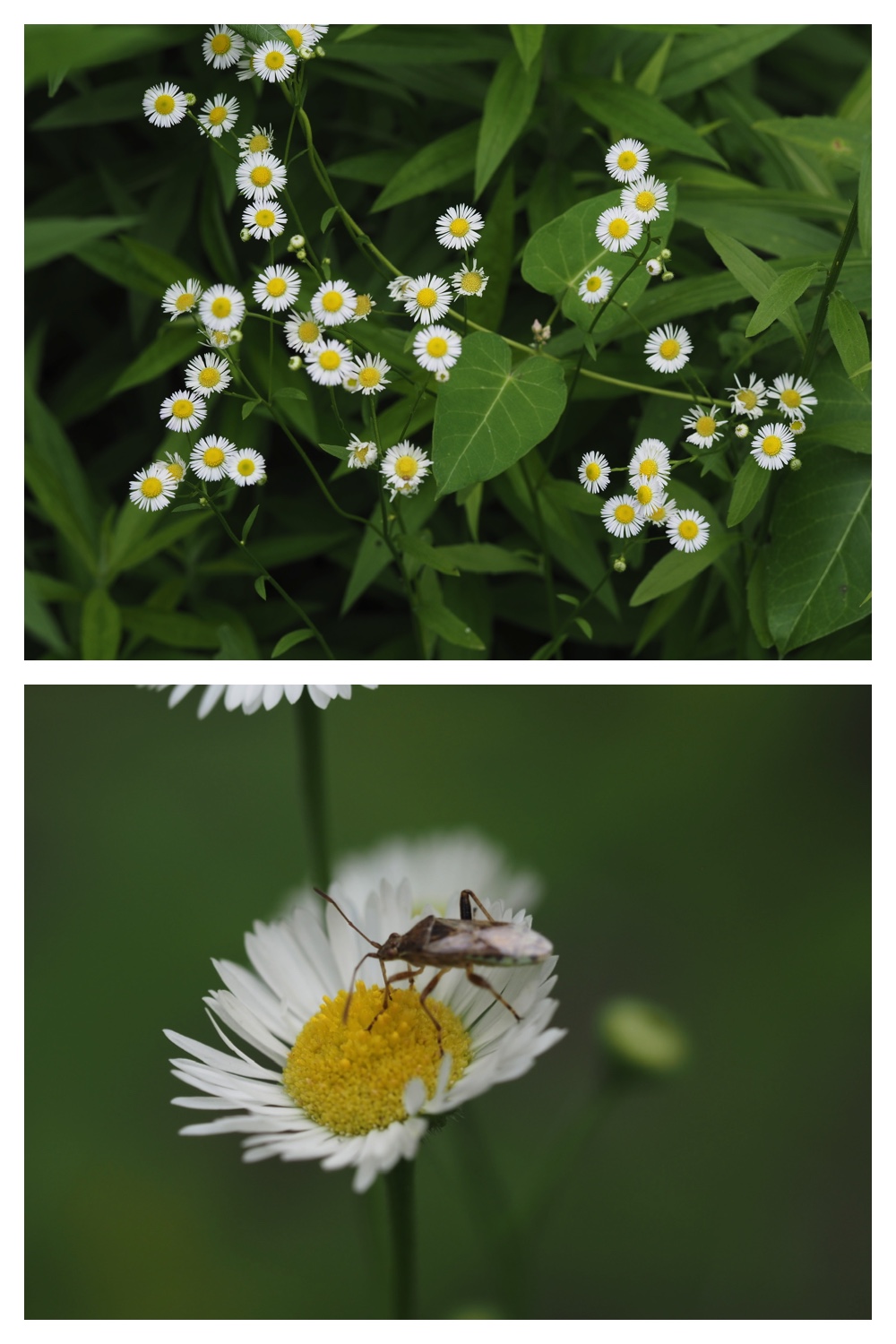 260726_Butterfly_45