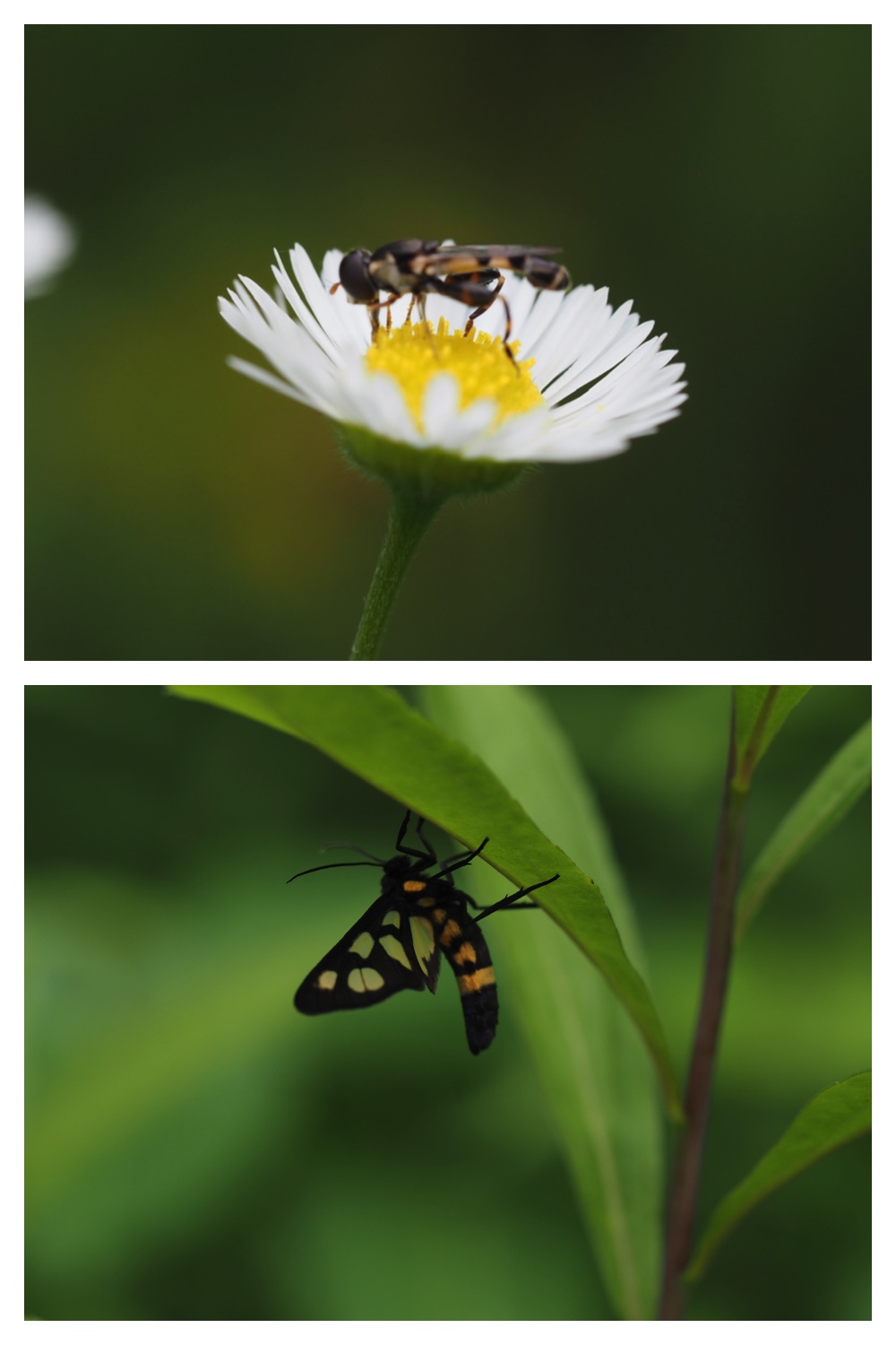 260726_Butterfly_46