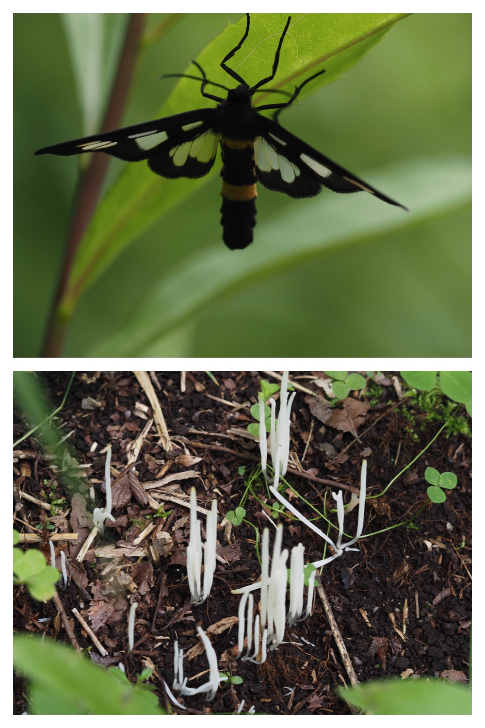 260726_Butterfly_47