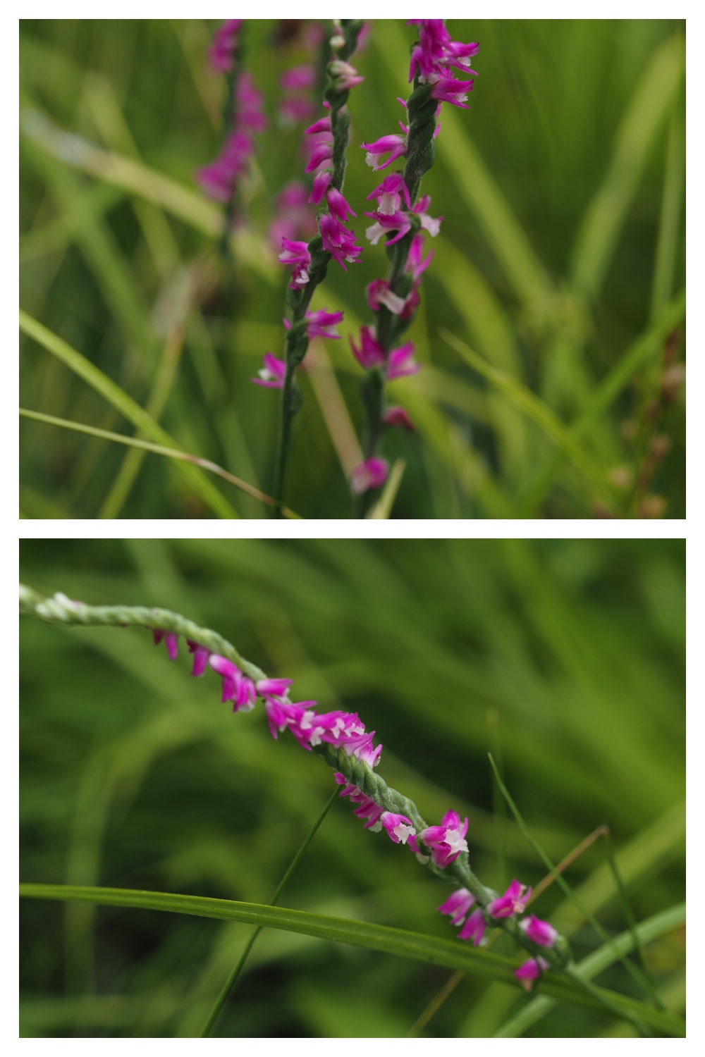 260726_Butterfly_51