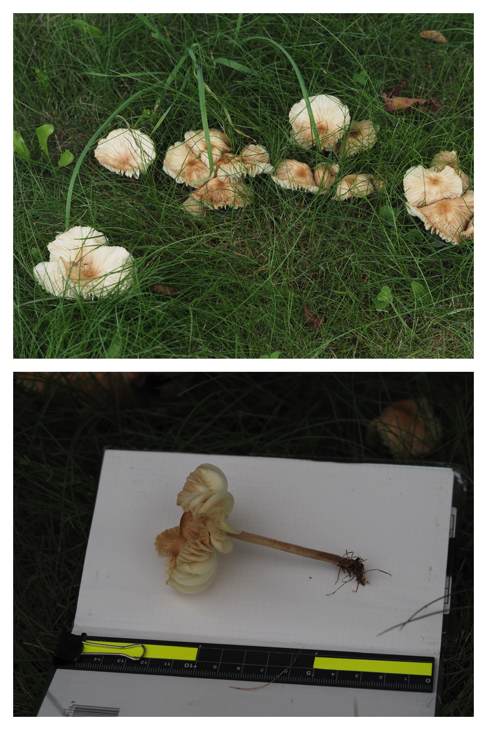 260726_Butterfly_54