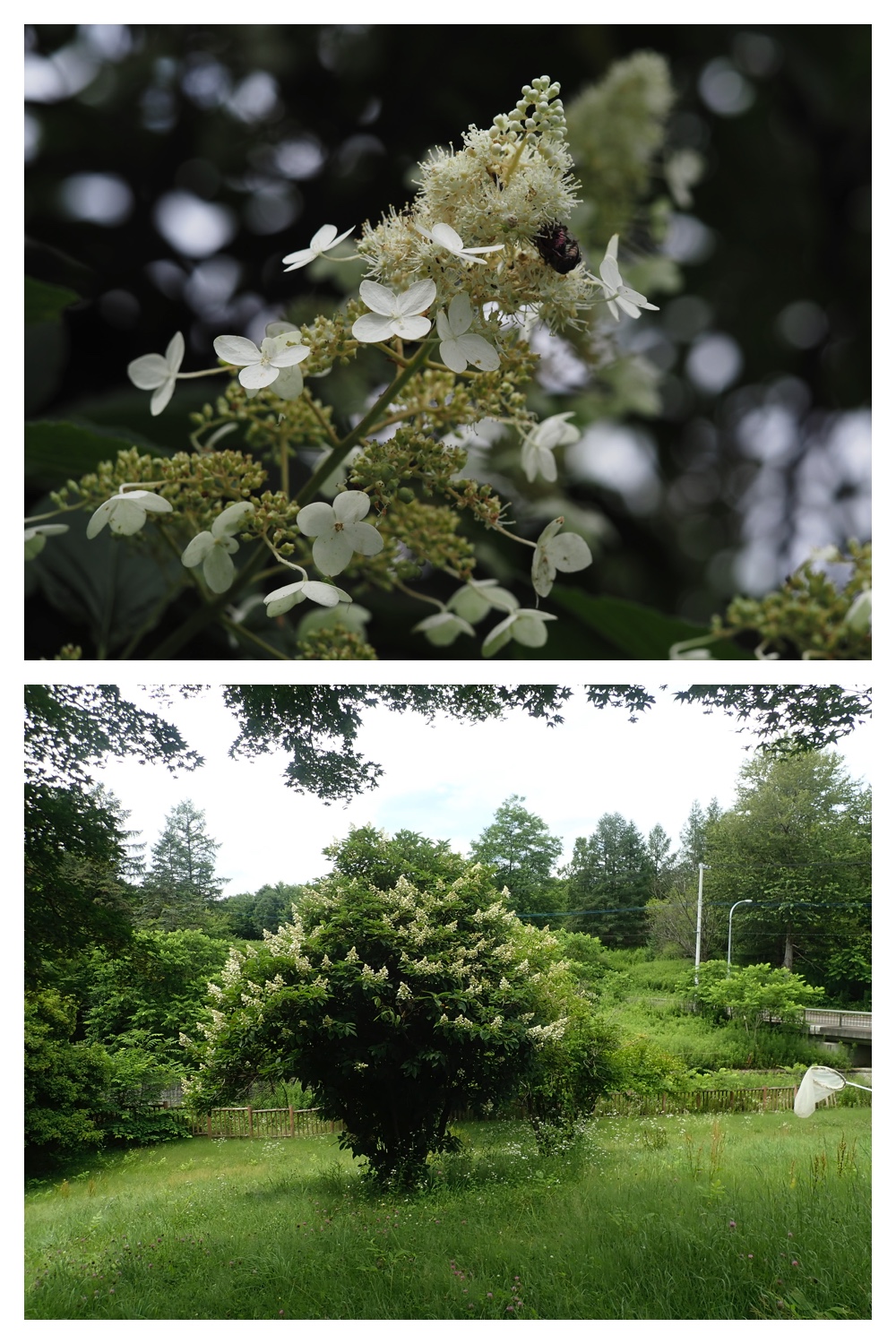 260726_Butterfly_55