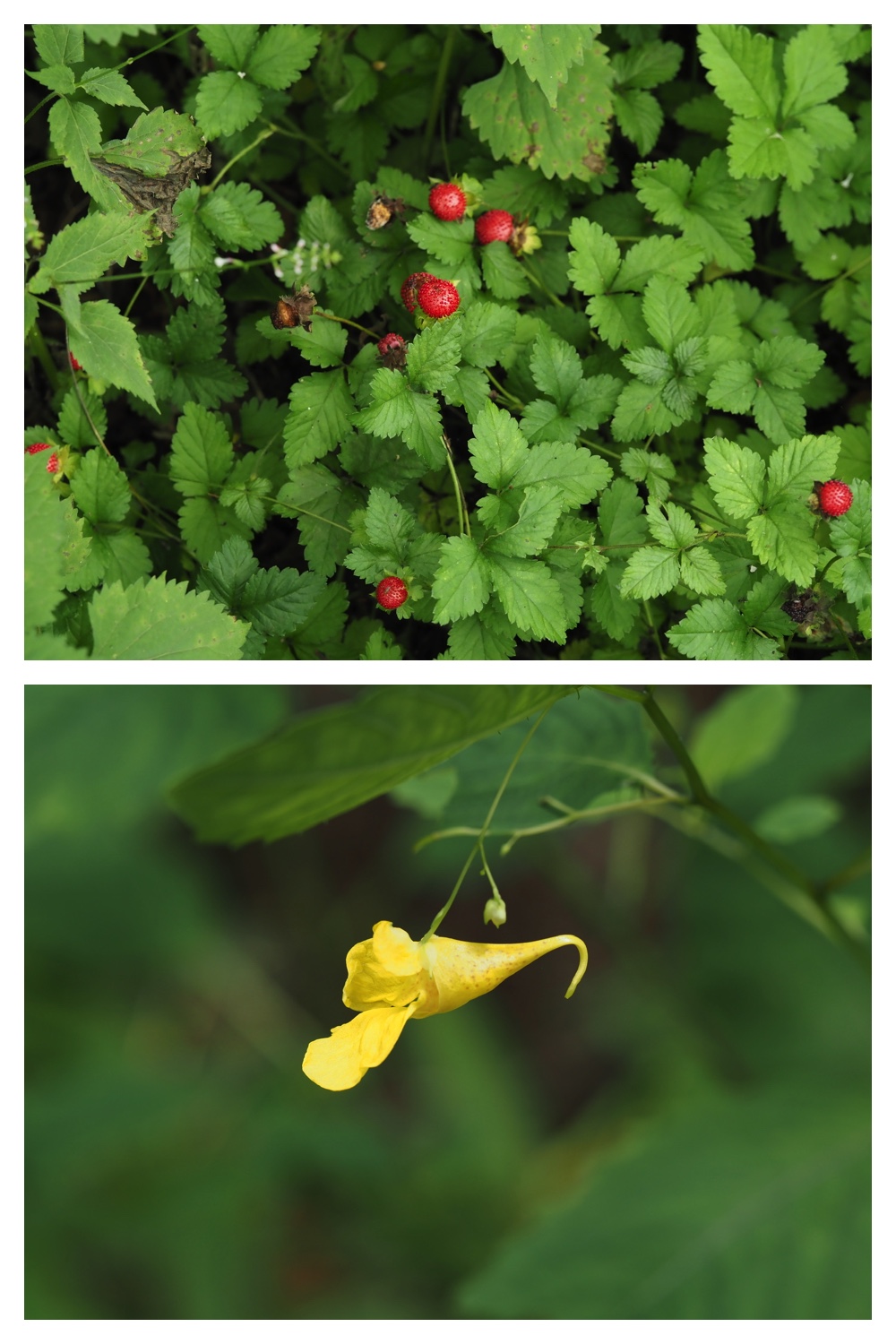 260726_Butterfly_58