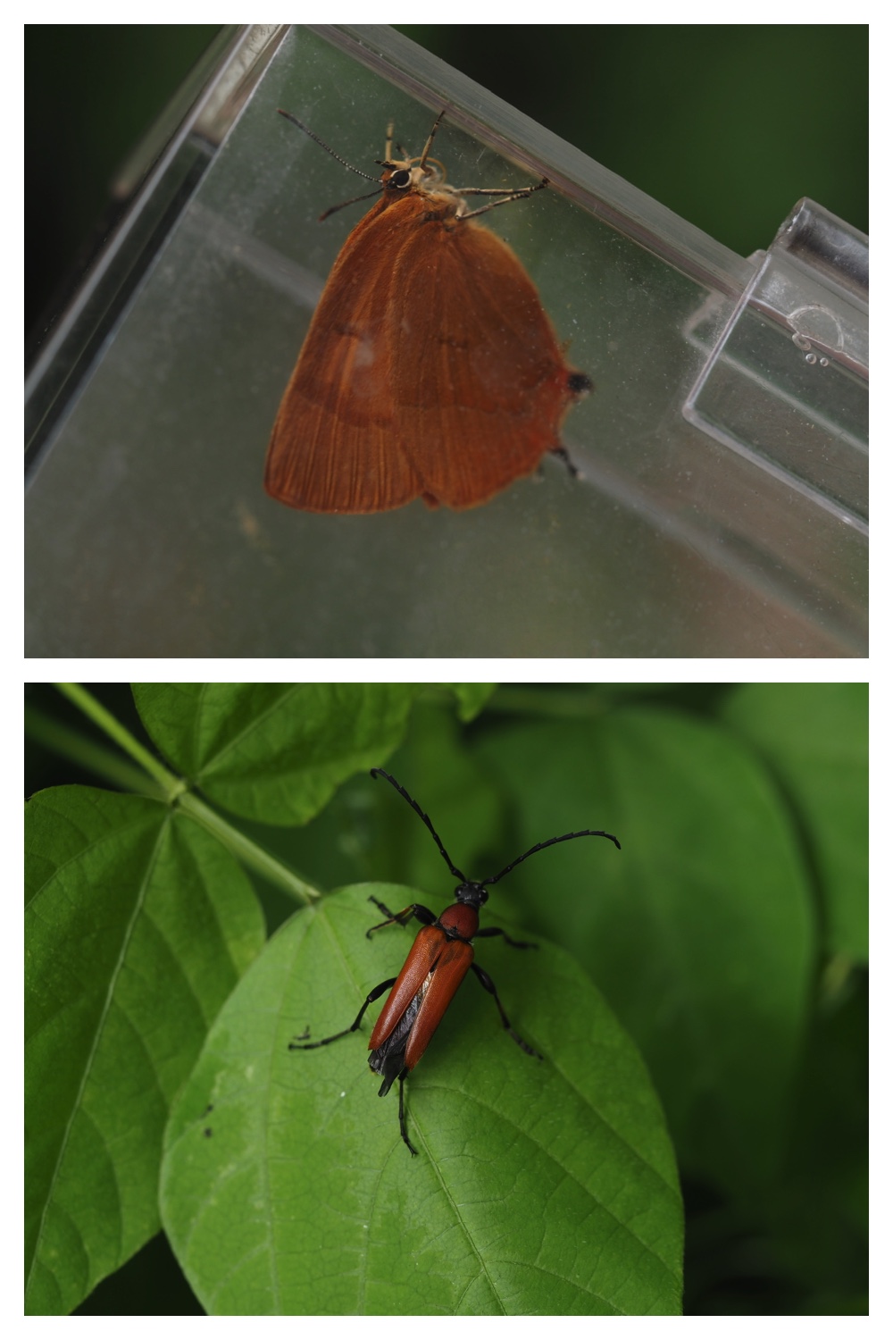 260726_Butterfly_59