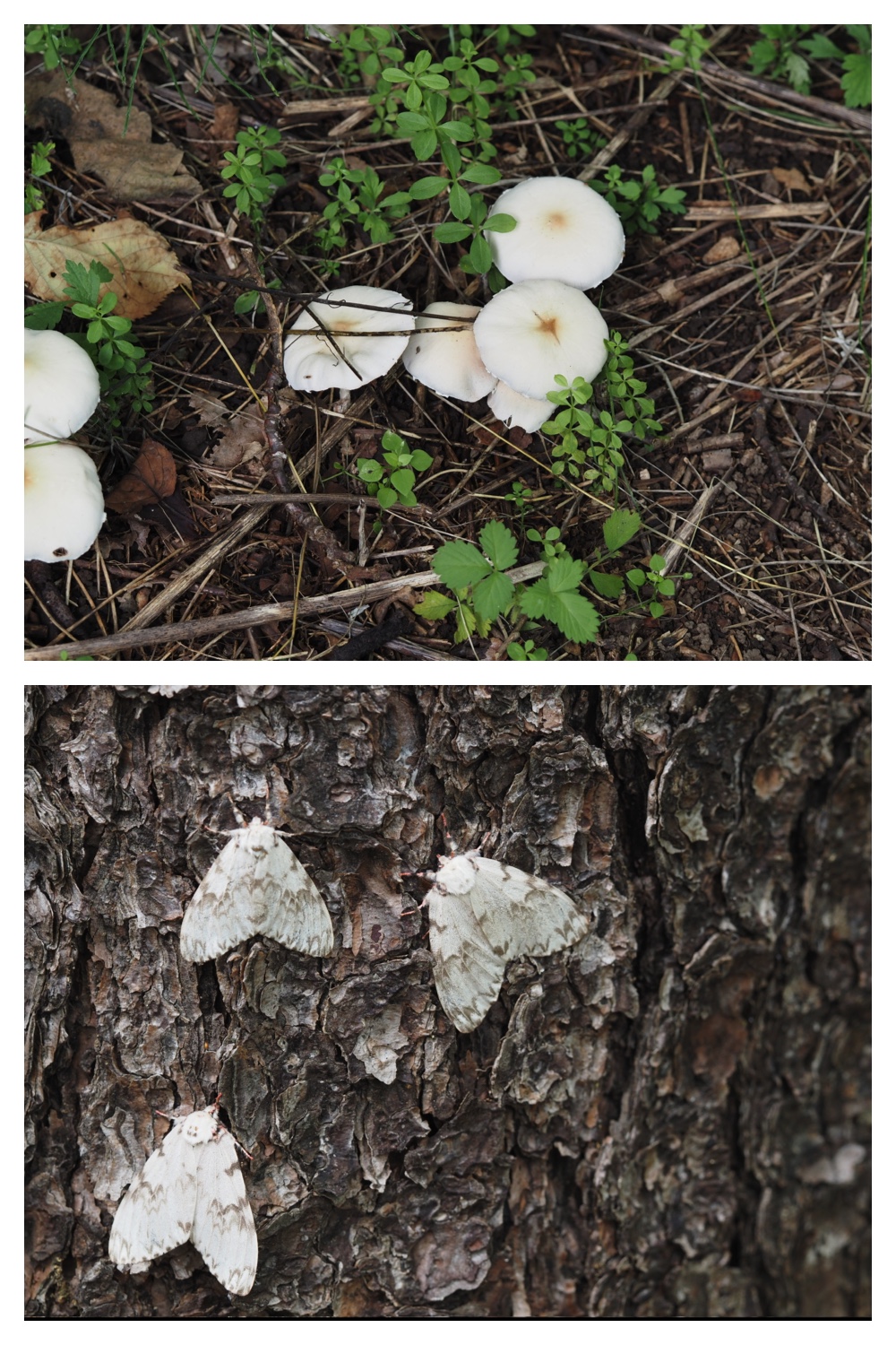 260726_Butterfly_61