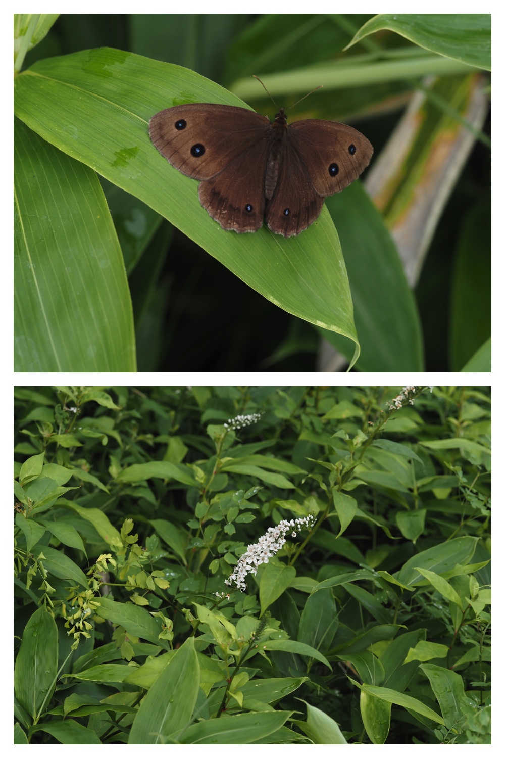 260726_Butterfly_8