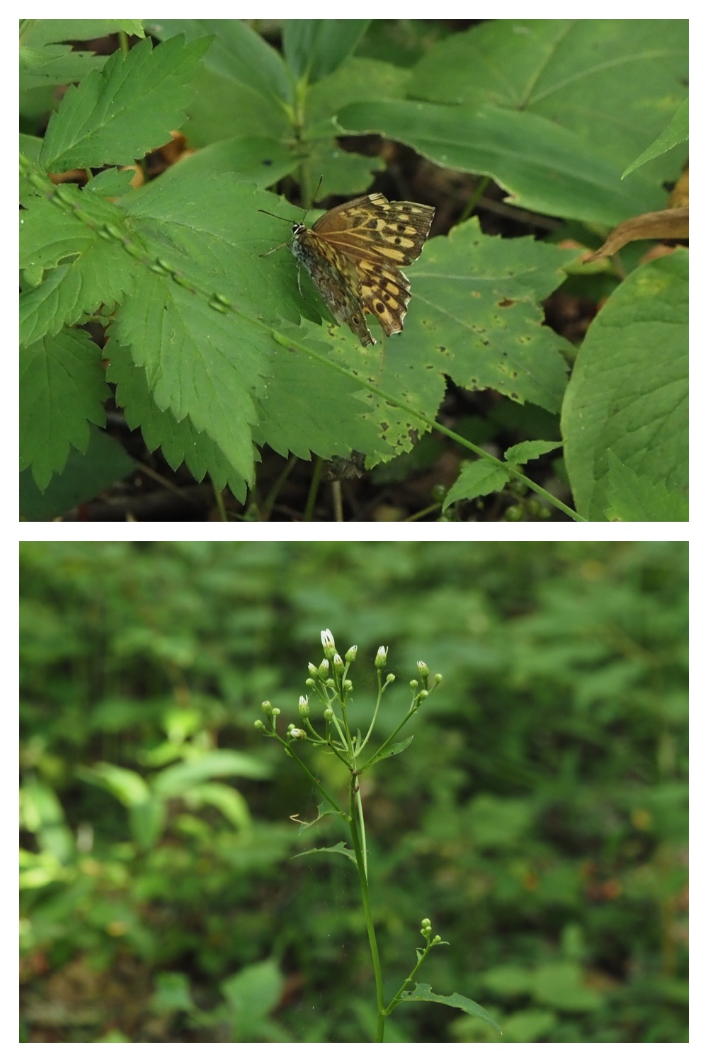 260728_Yasouen_11