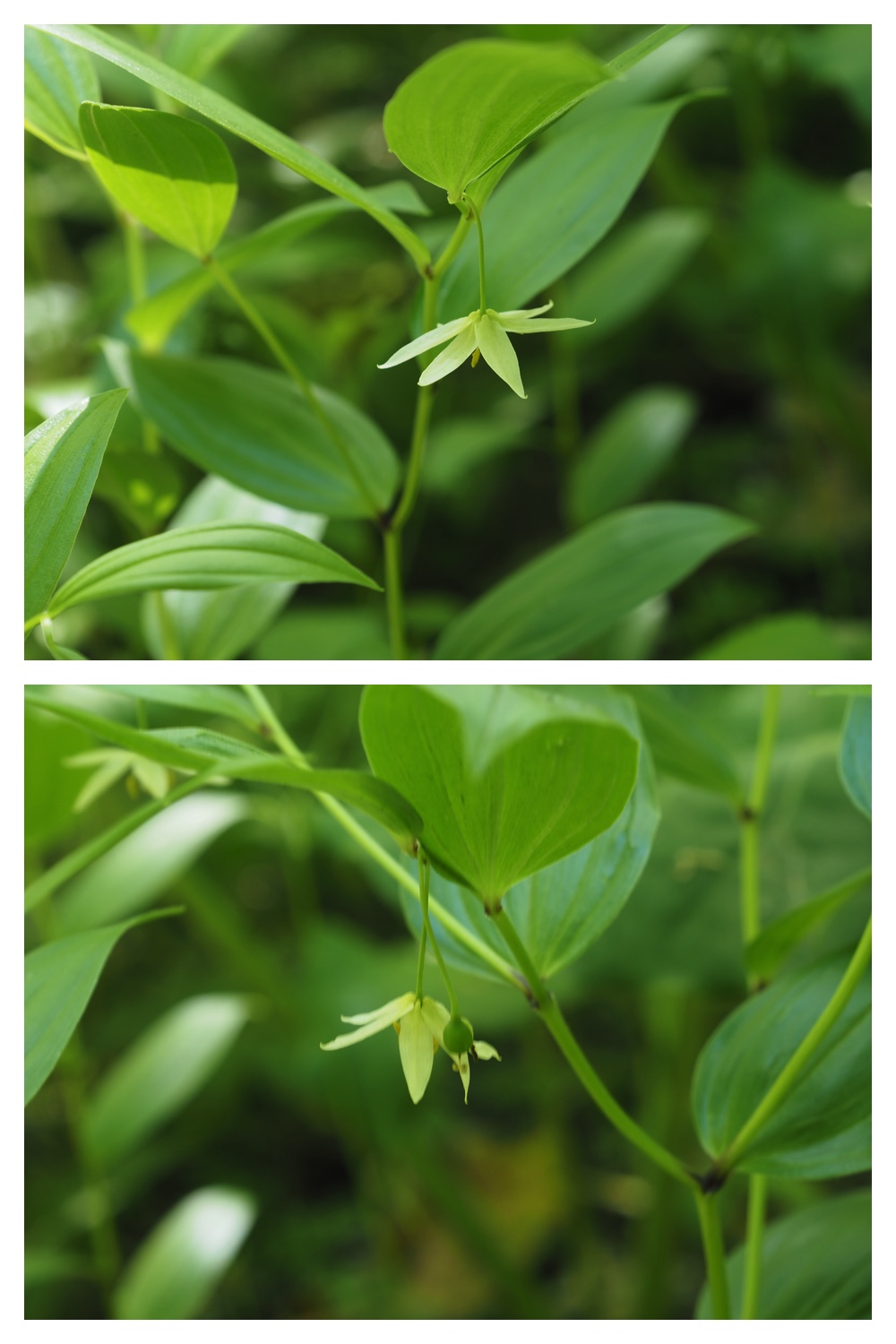 260601_Urikaigawa_6