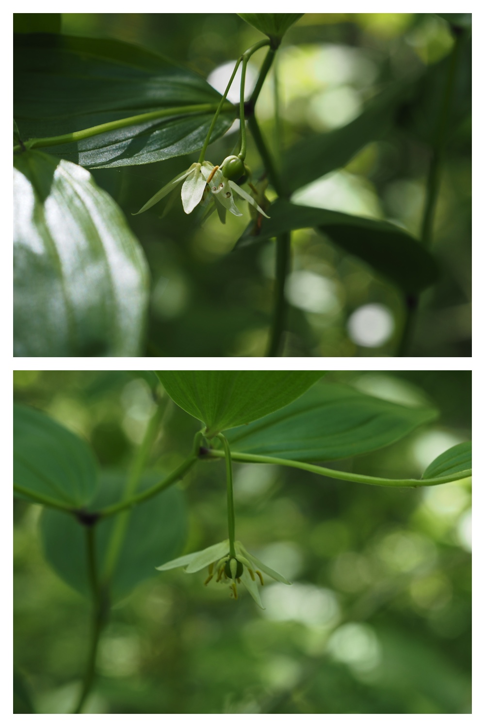 260601_Urikaigawa_7