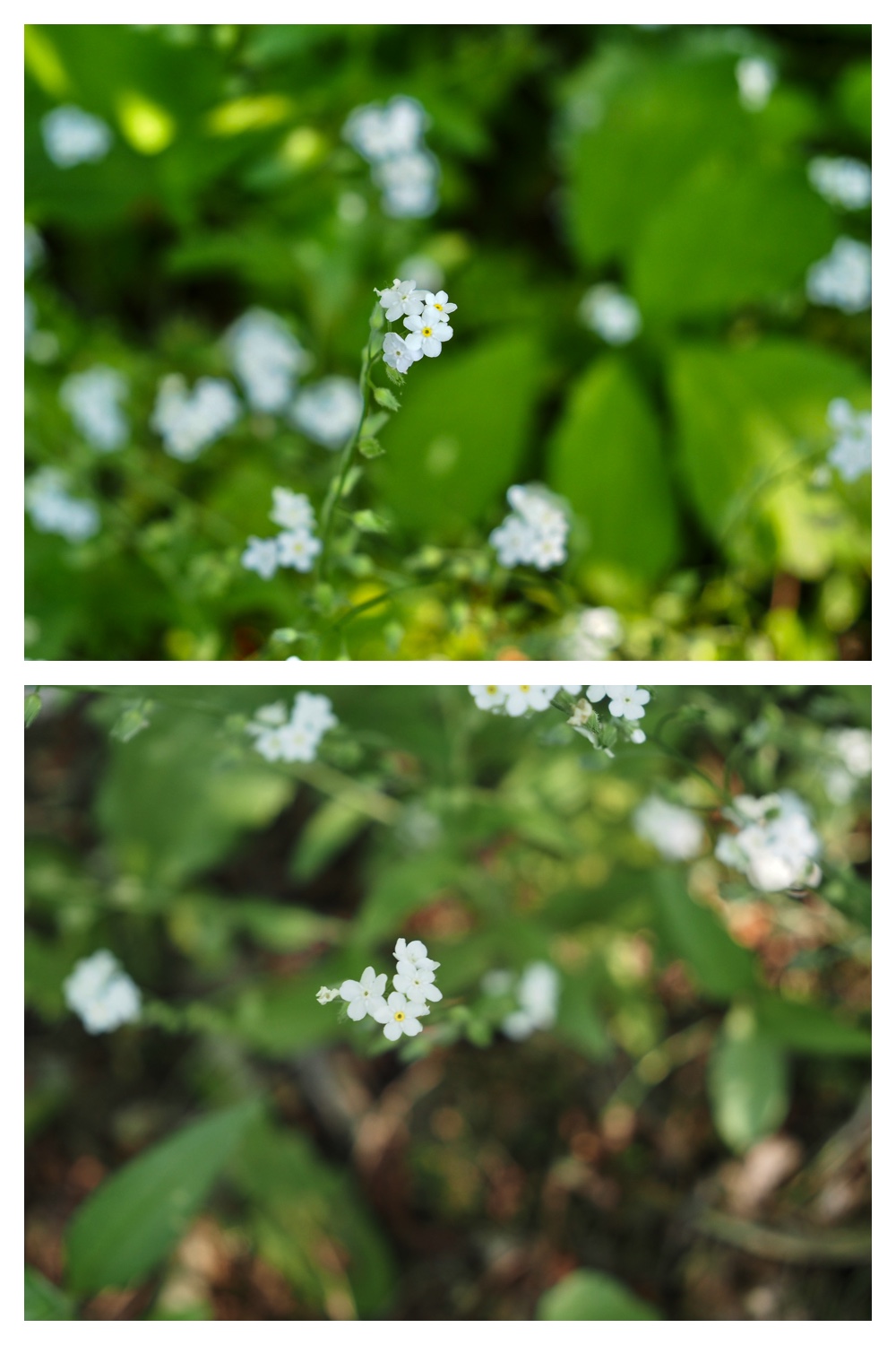 260602_Hasshounochi_7