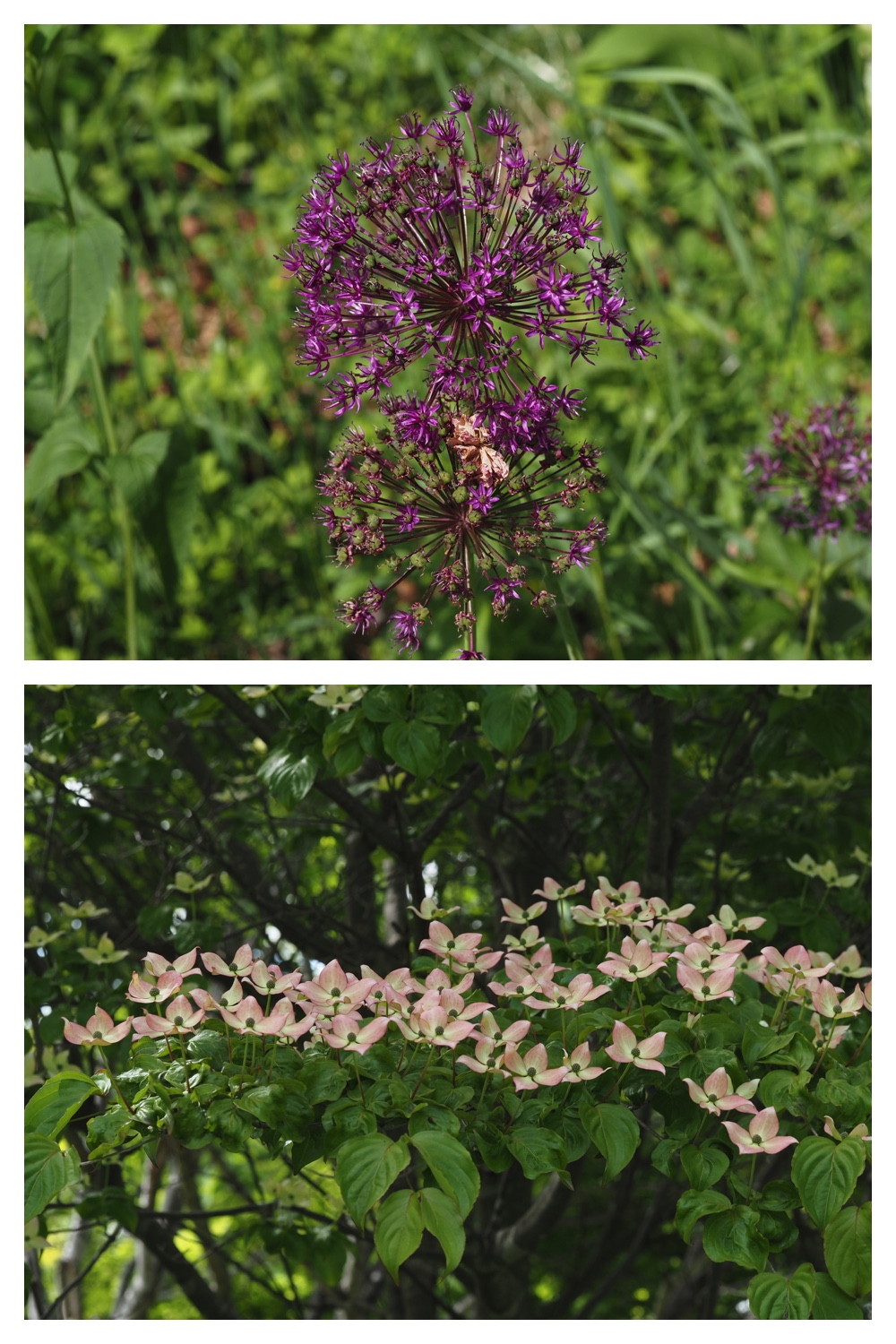 260605_Tokachi-hills_13