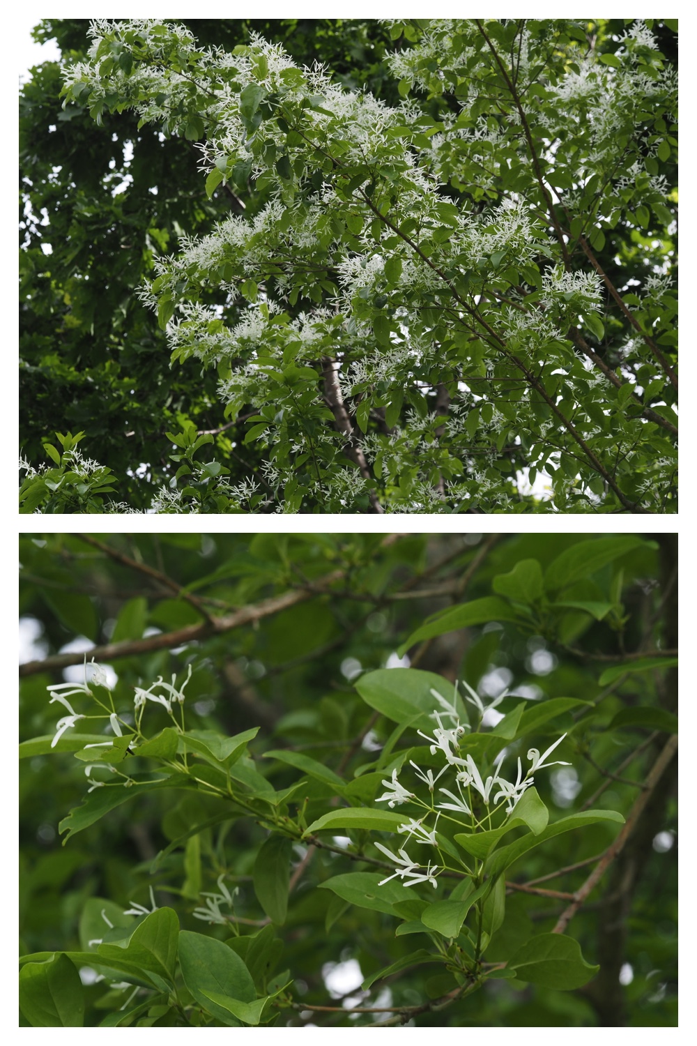 260605_Tokachi-hills_21