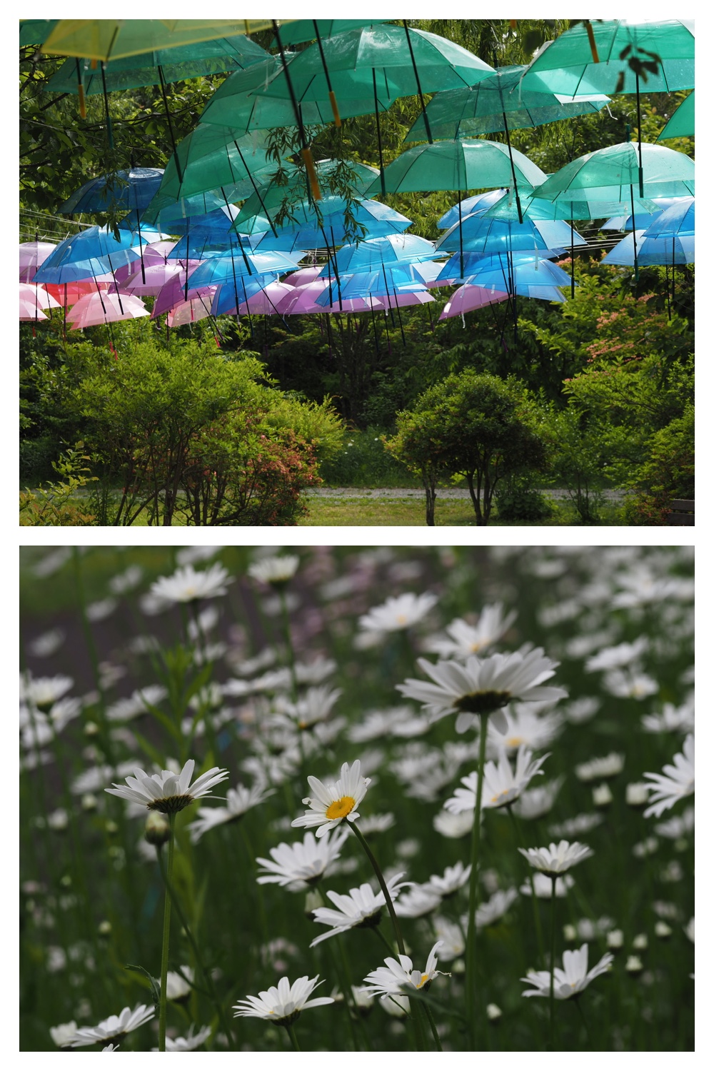 260605_Tokachi-hills_23