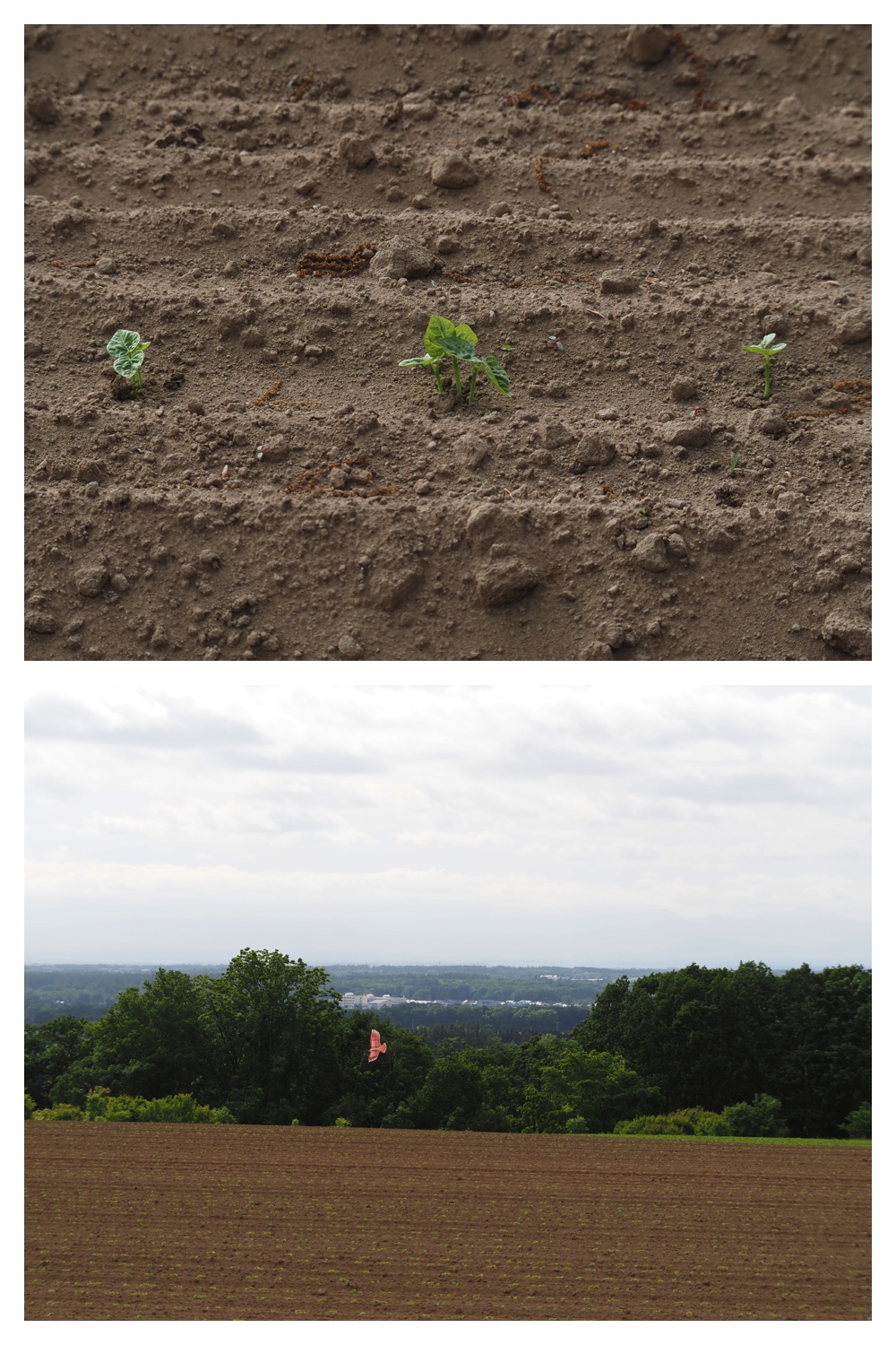 260605_Tokachi-hills_26