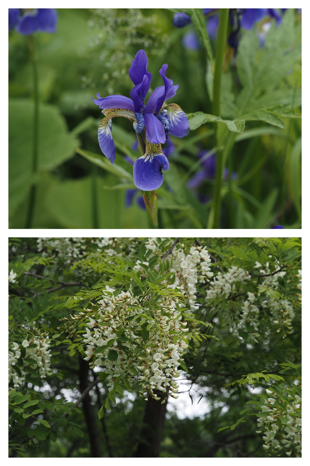 260605_Tokachi-hills_5