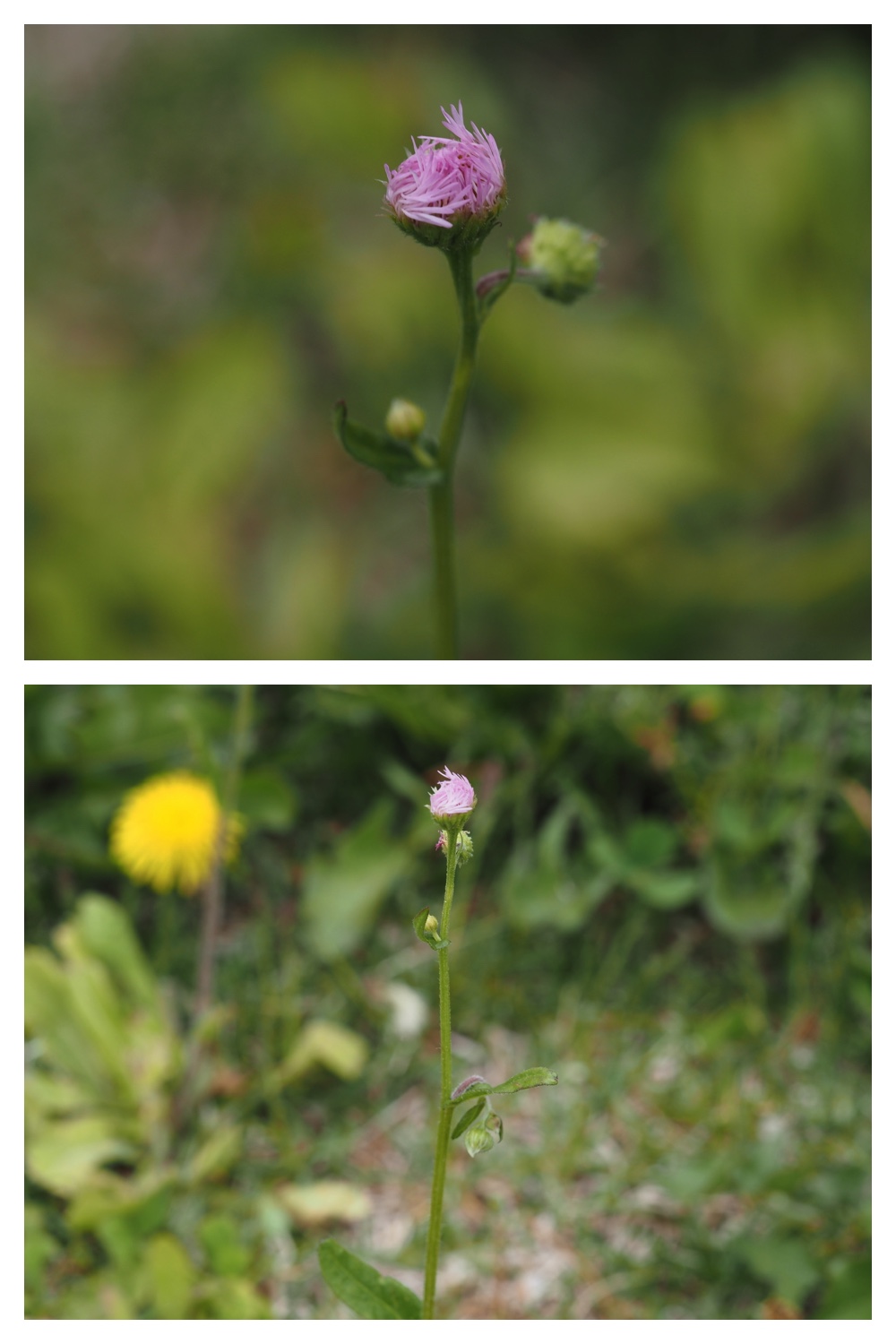 260607_Noukou_13